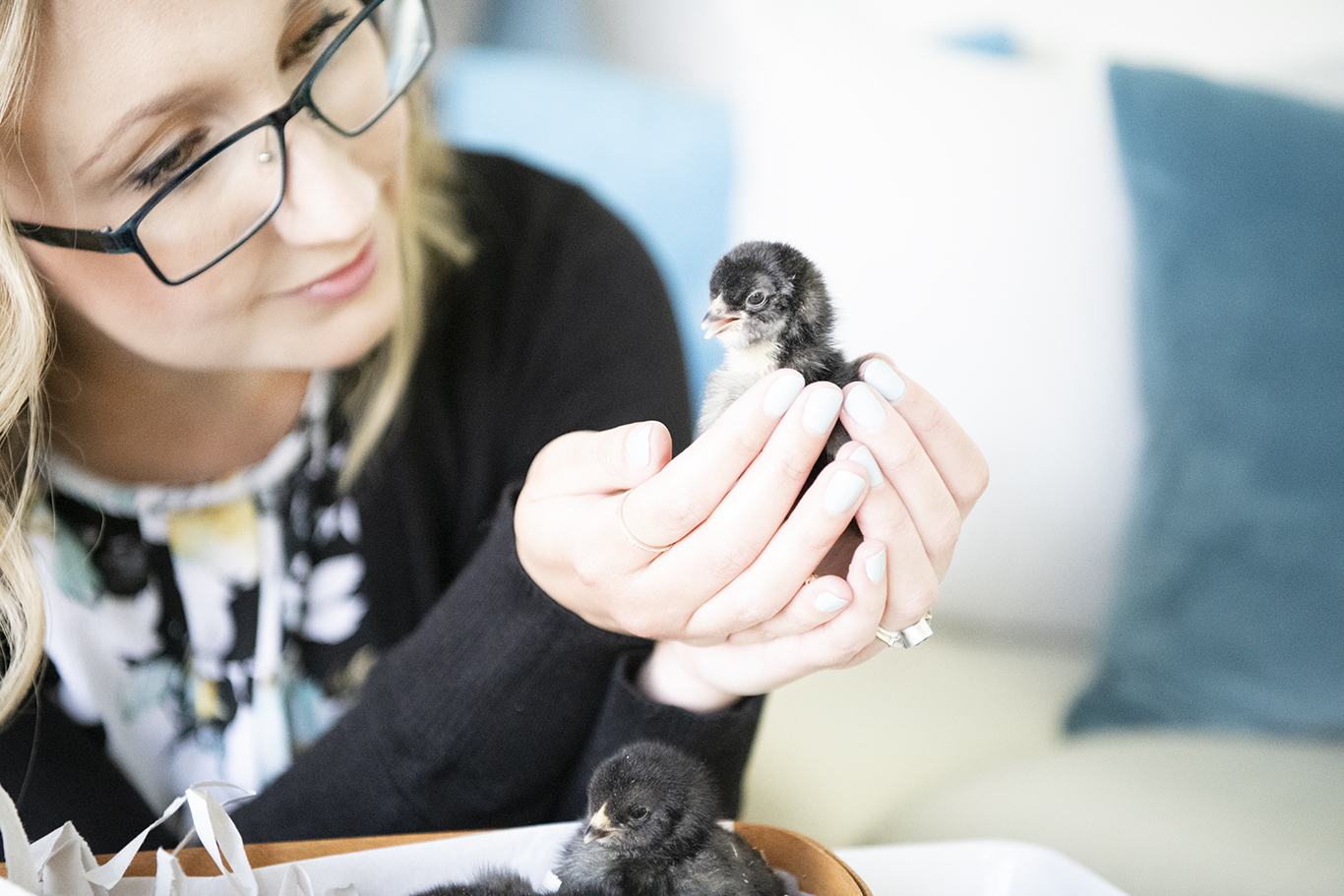 Black Ameraucana Chicks - Getting Chickens