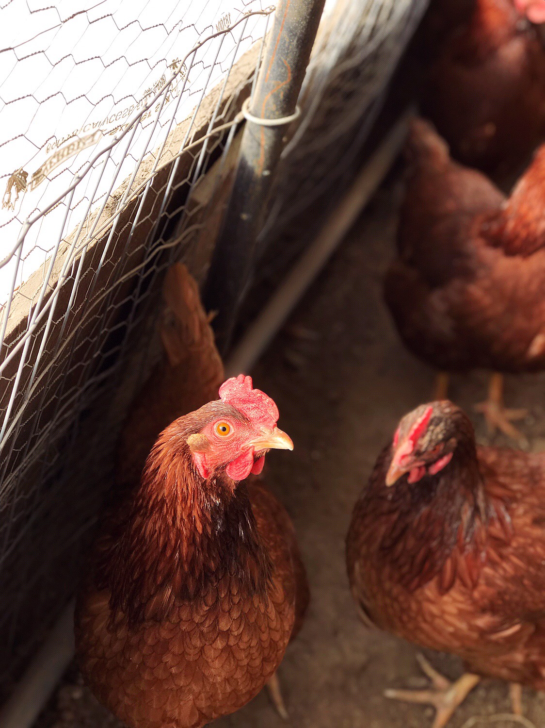 Rhode Island Red Chickens