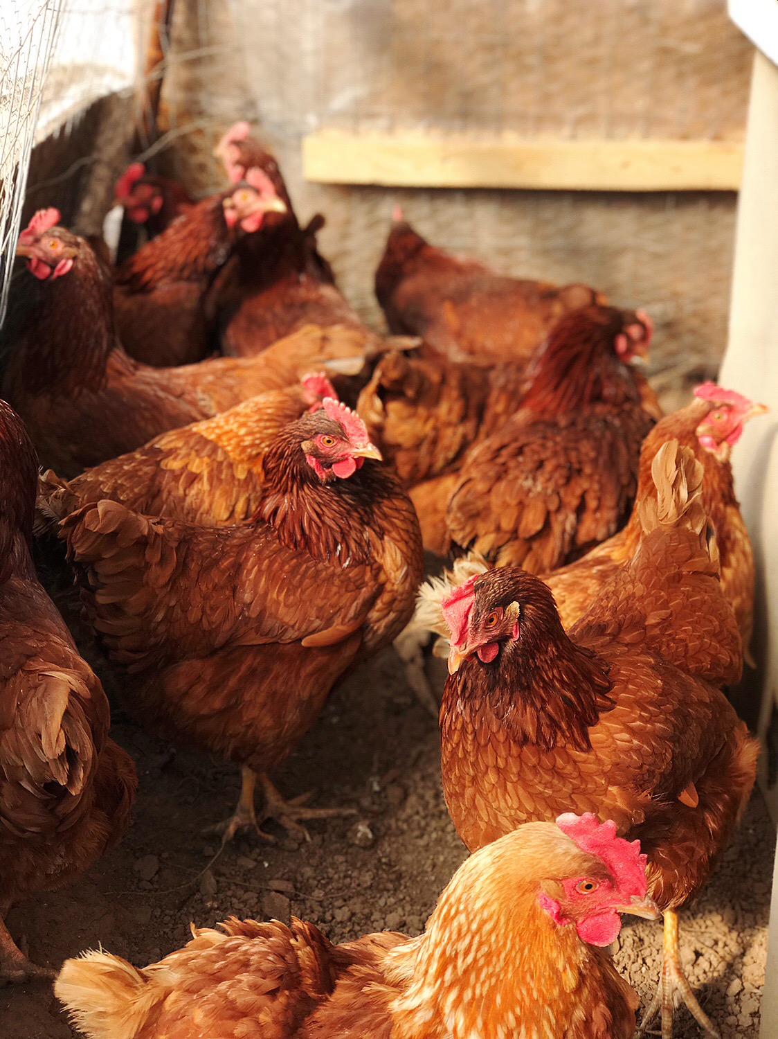 Rhode Island Red Chickens