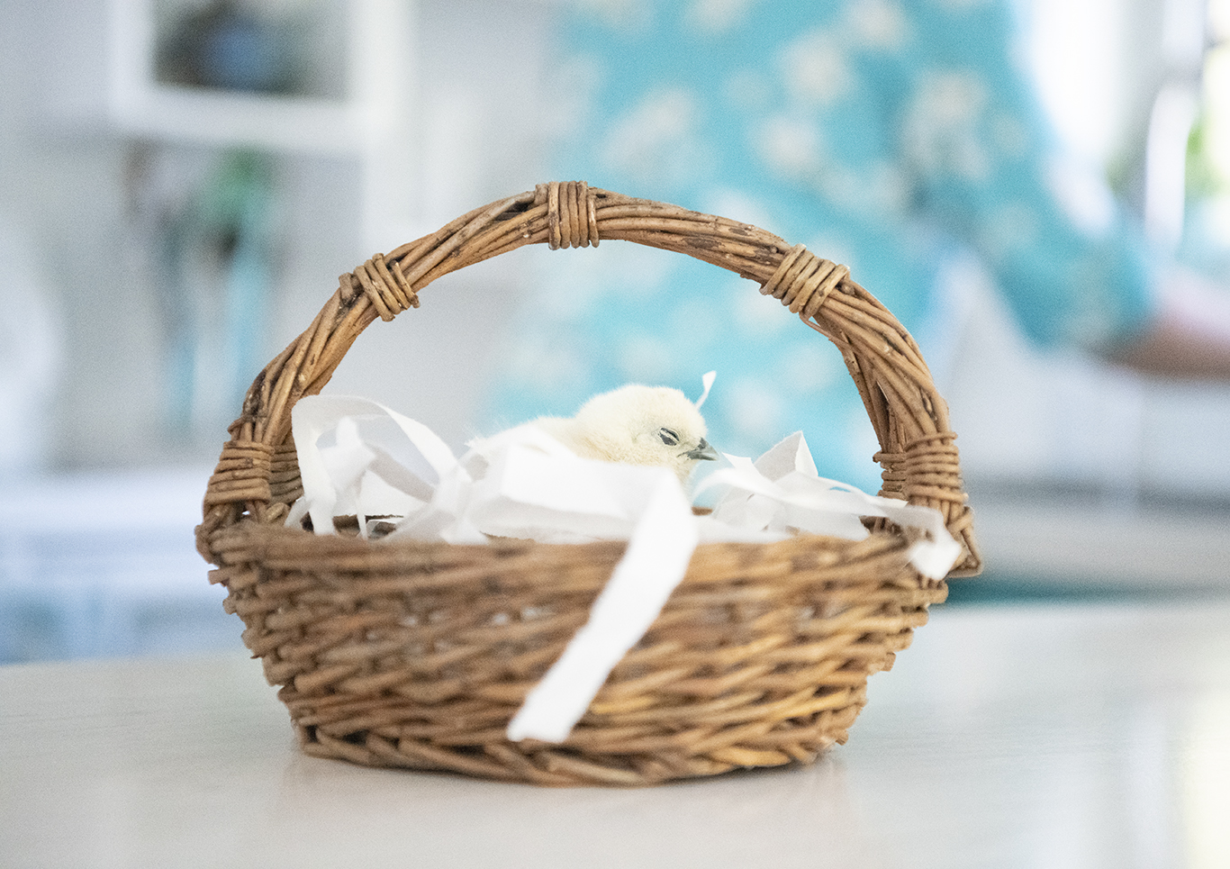 Silkie Chick in a Basket