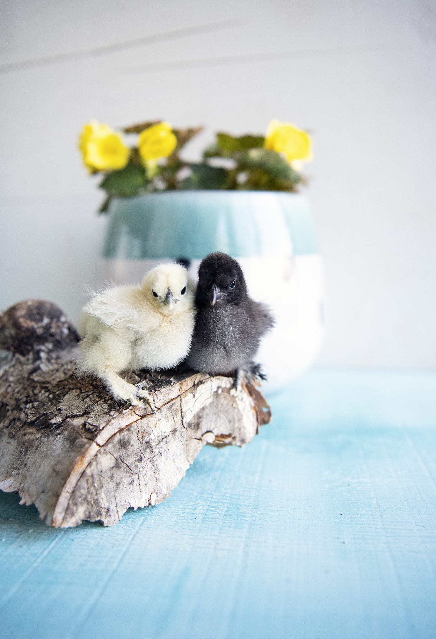 White Silkie Chick and Black Silkie Chick