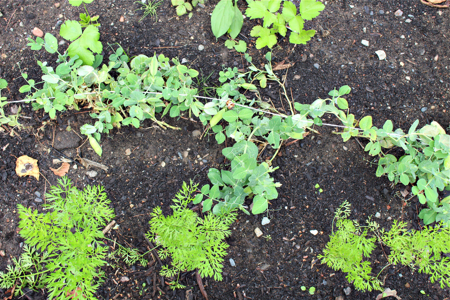 Small Garden Bed Update