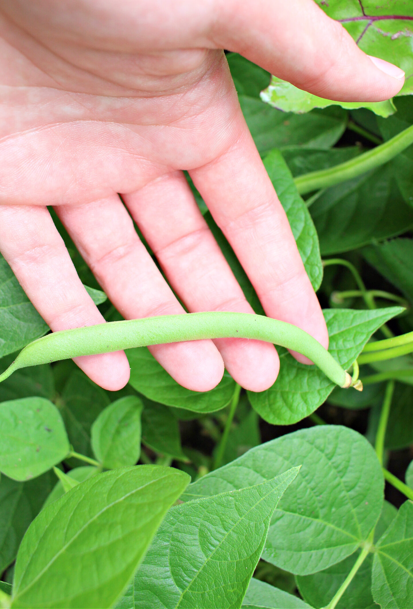 Cold Frame Gardening Results