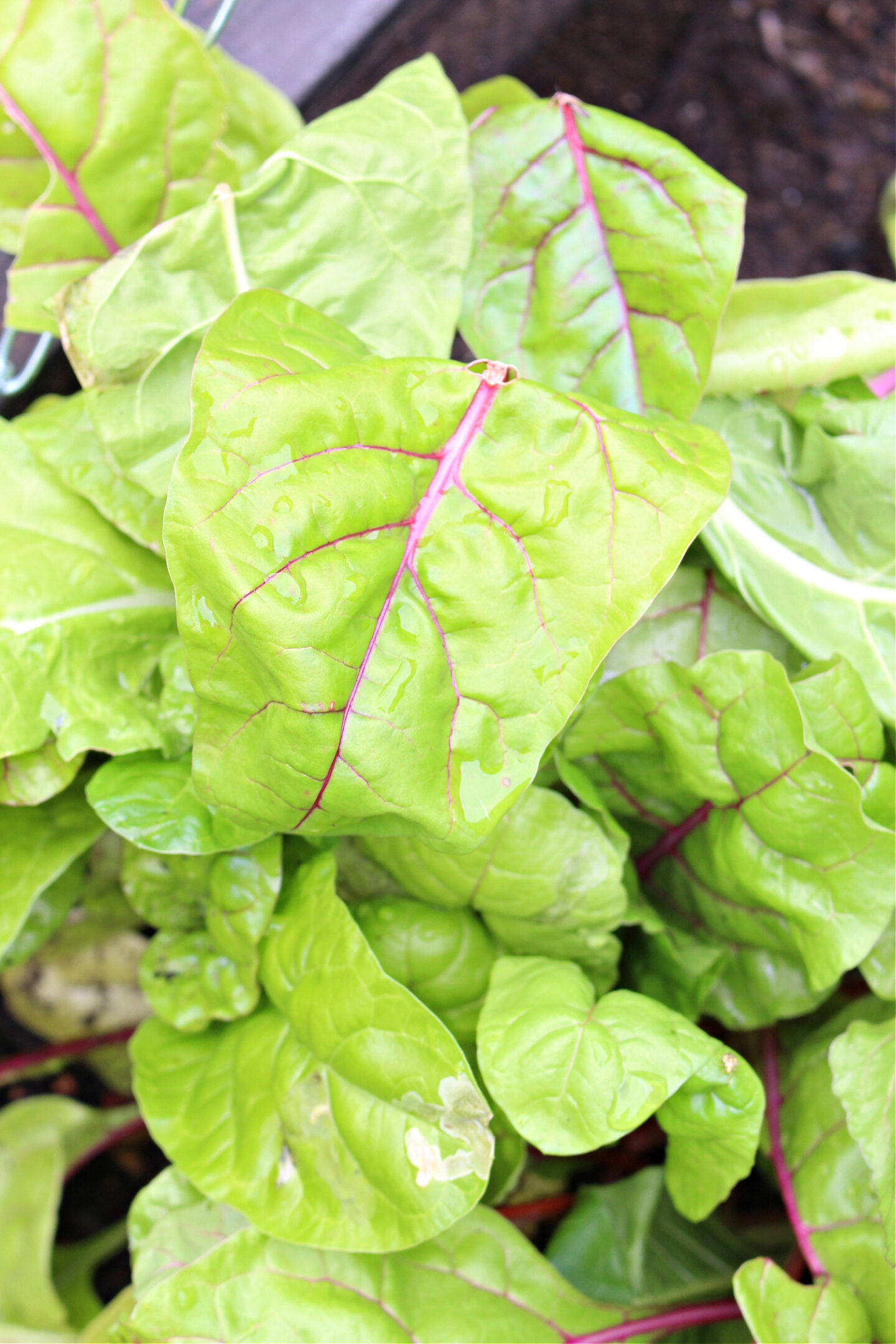 Swiss Chard is Easy to Grow