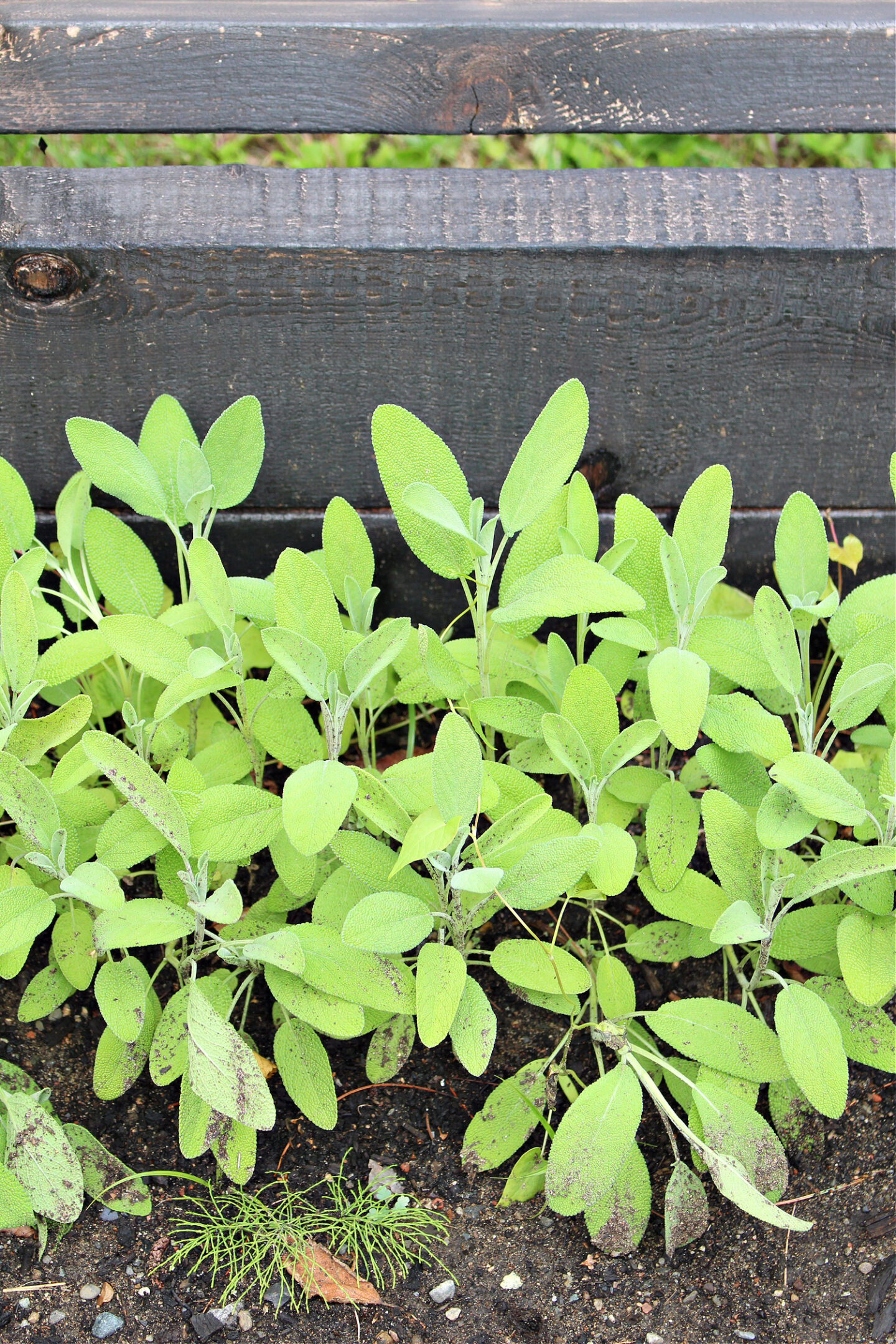 How to Use a Cold Frame Garden Bed