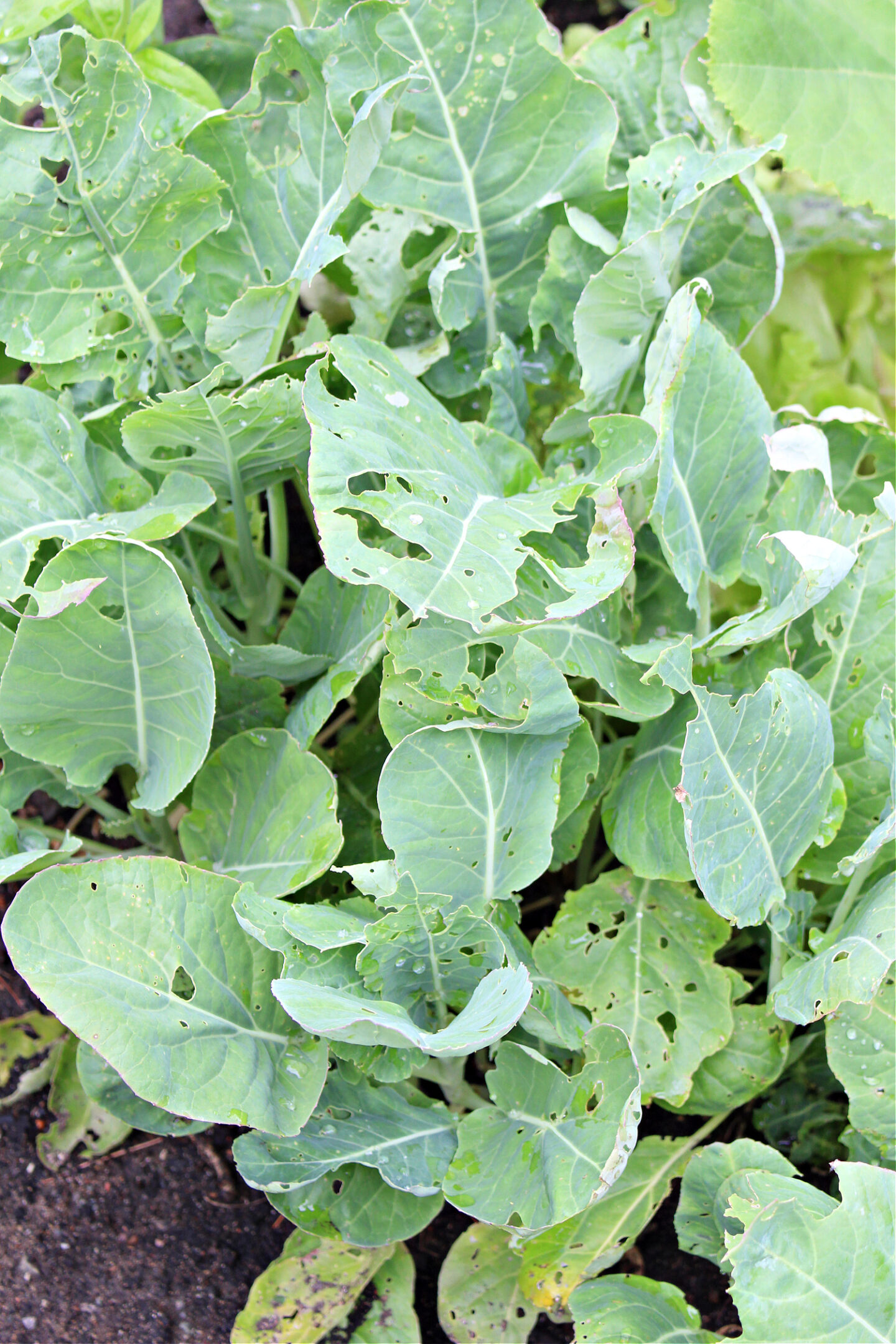 Garden Decimated by Bugs