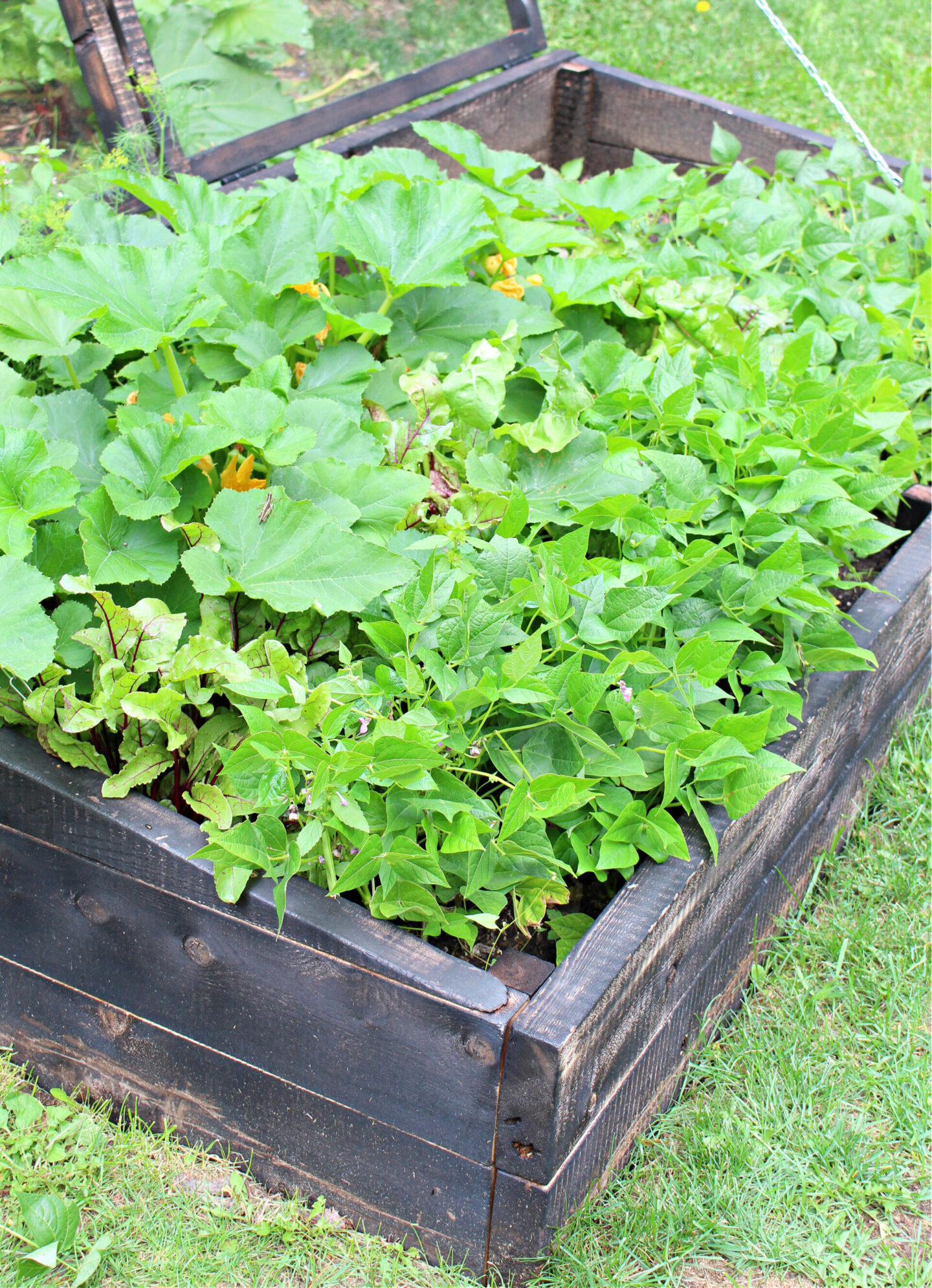 Cold Frame Garden Results