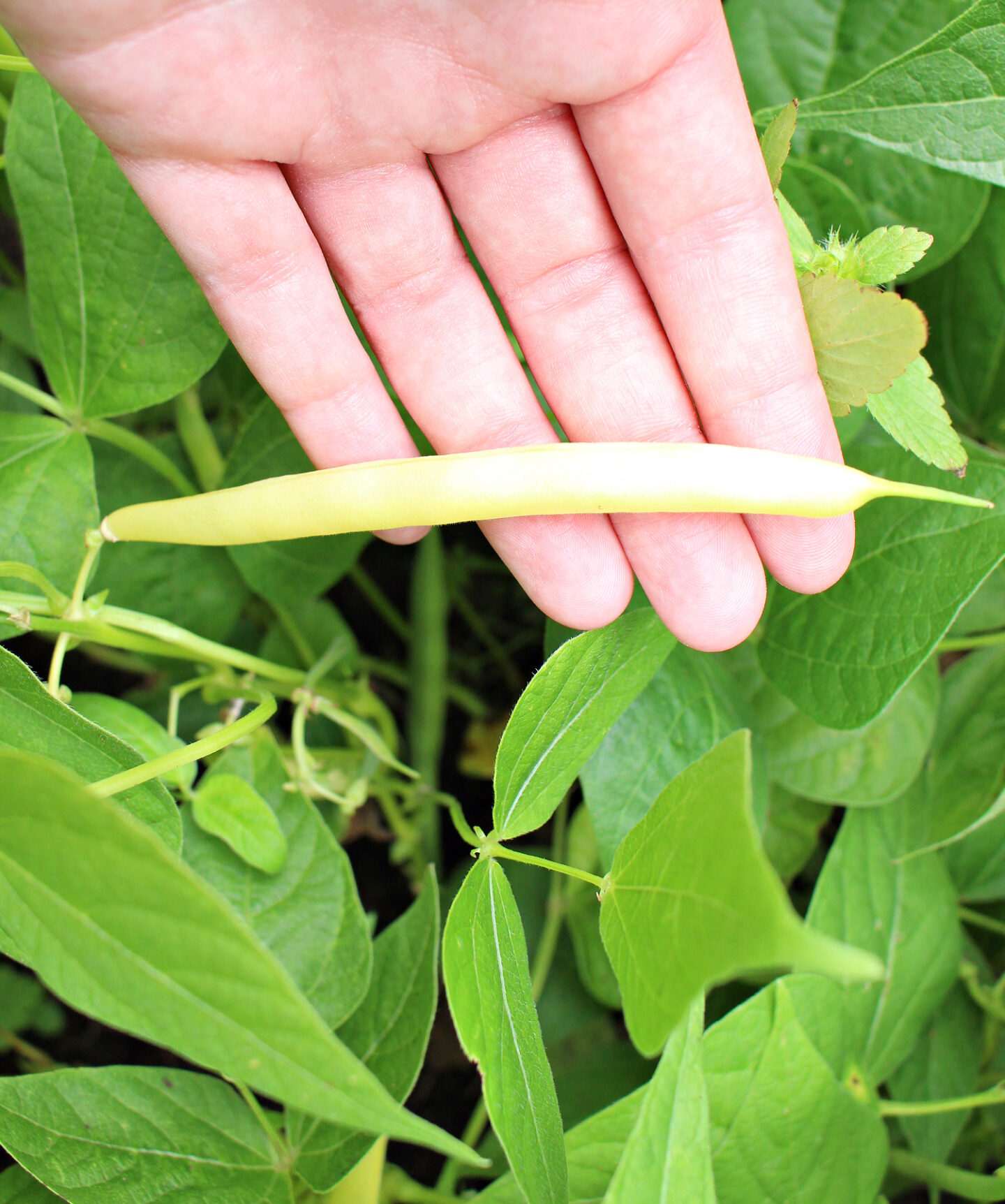 What Grew Well in my Cold Frame