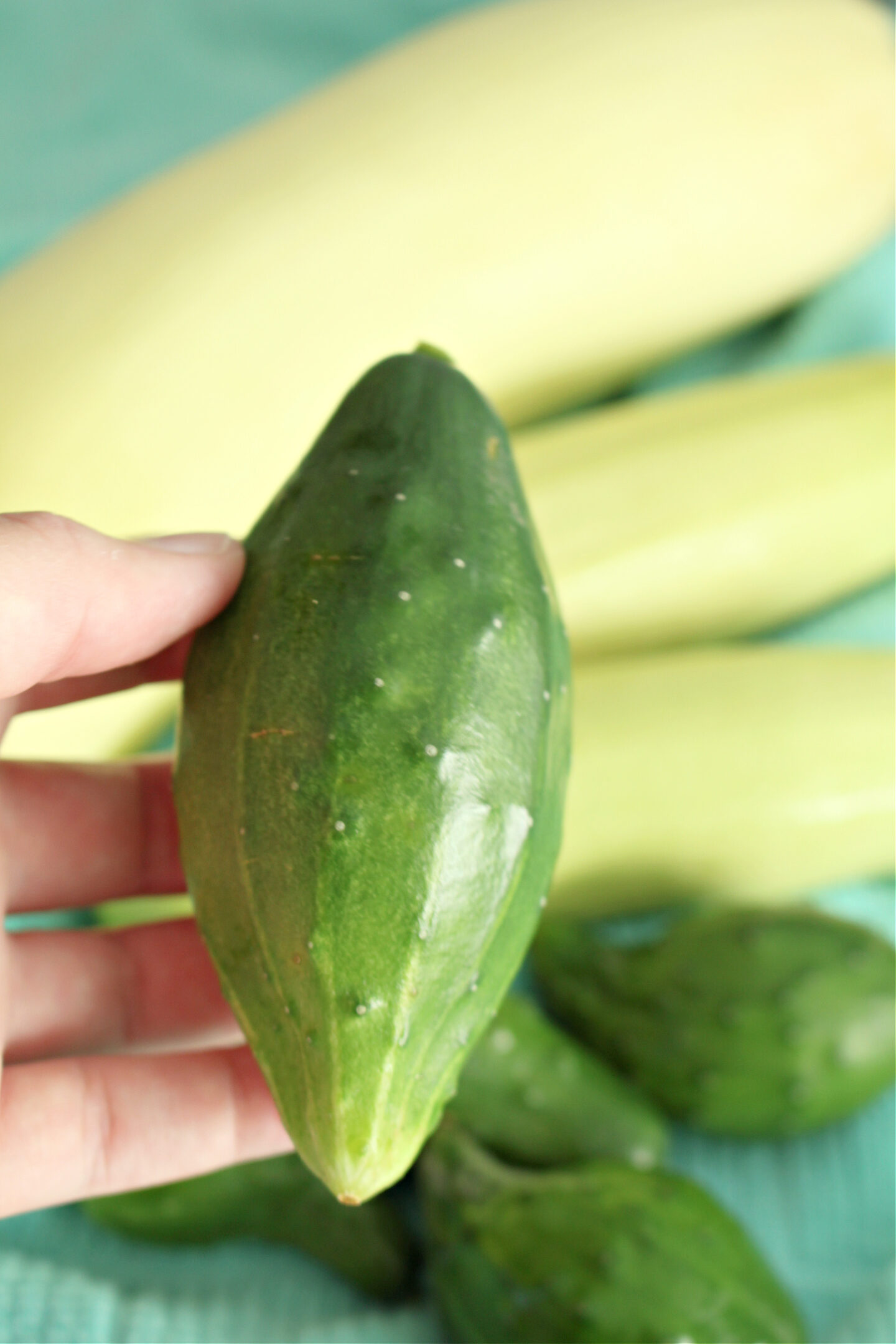 Cucumbers Grew Weird and Short and Fat