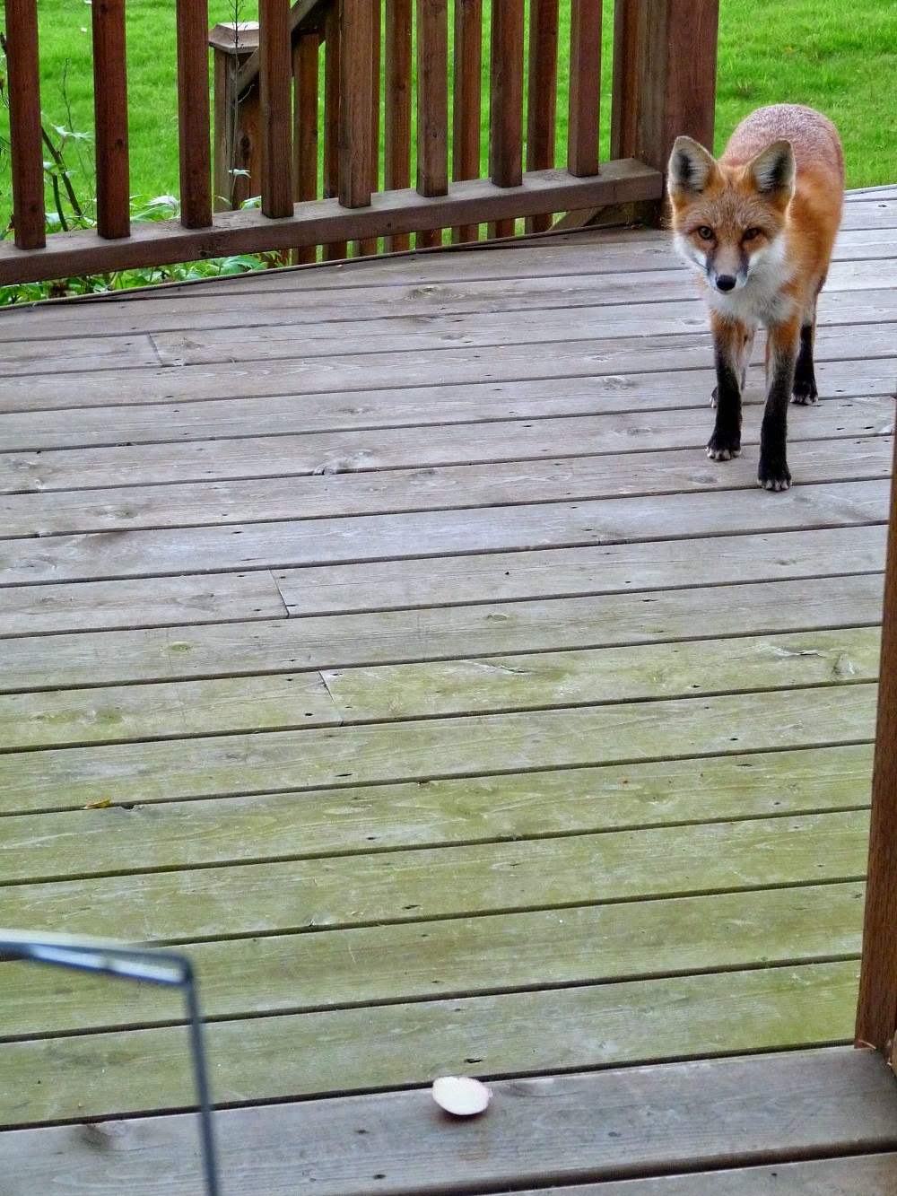 What Happens If There's Isn't a Space Between Deck Boards