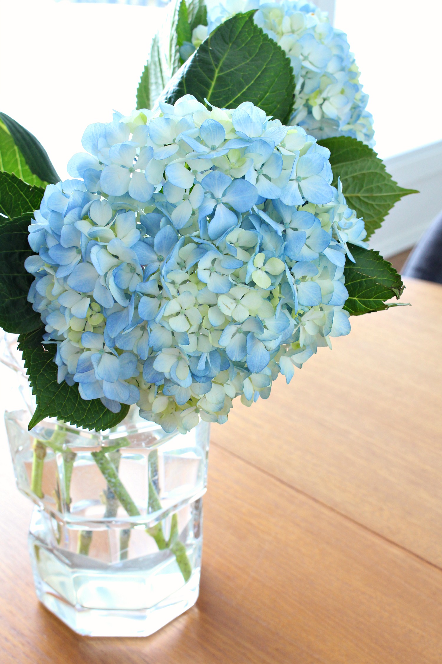 How to Prevent Hydrangeas from Wilting