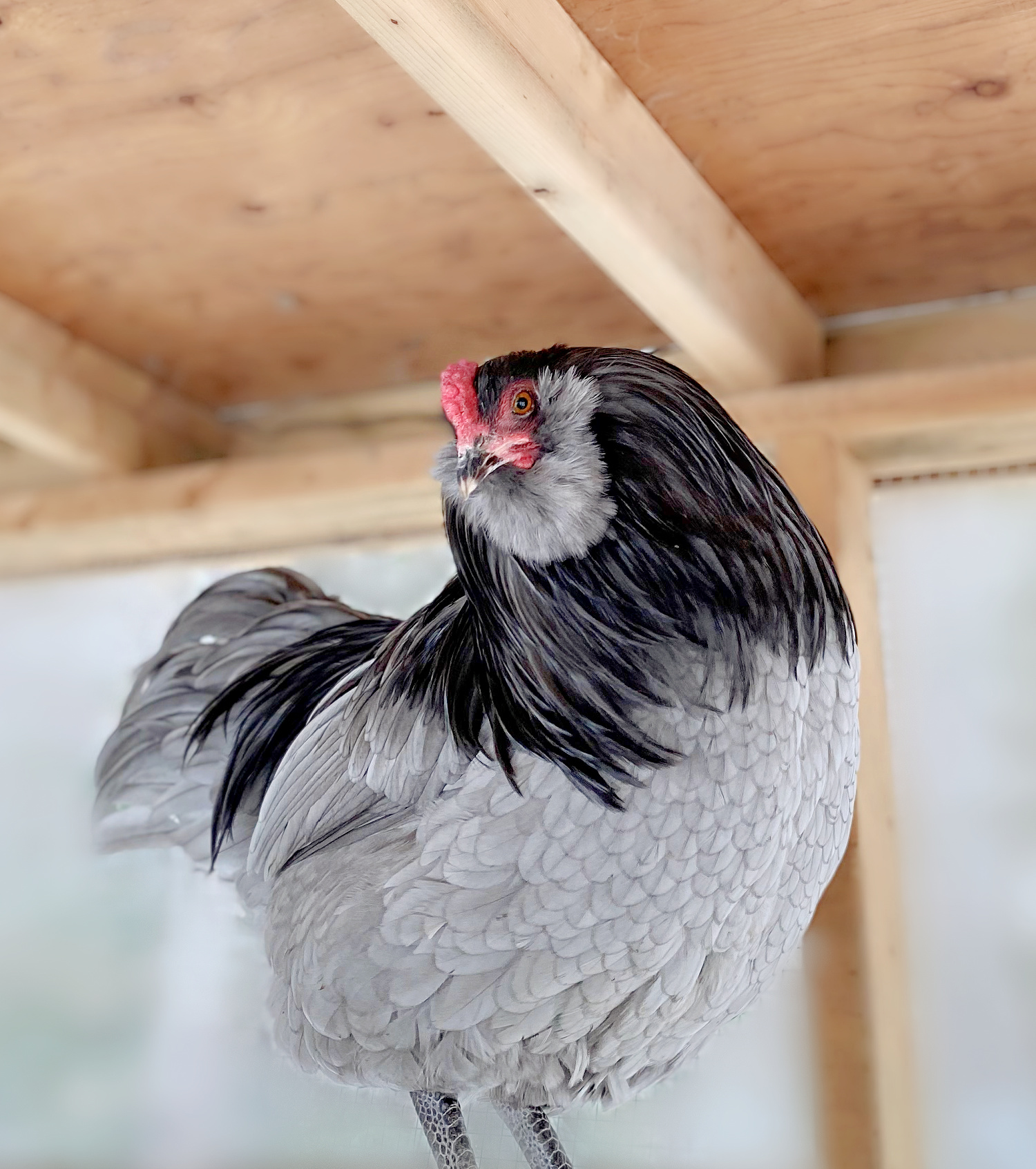 Blue Ameraucana Rooster