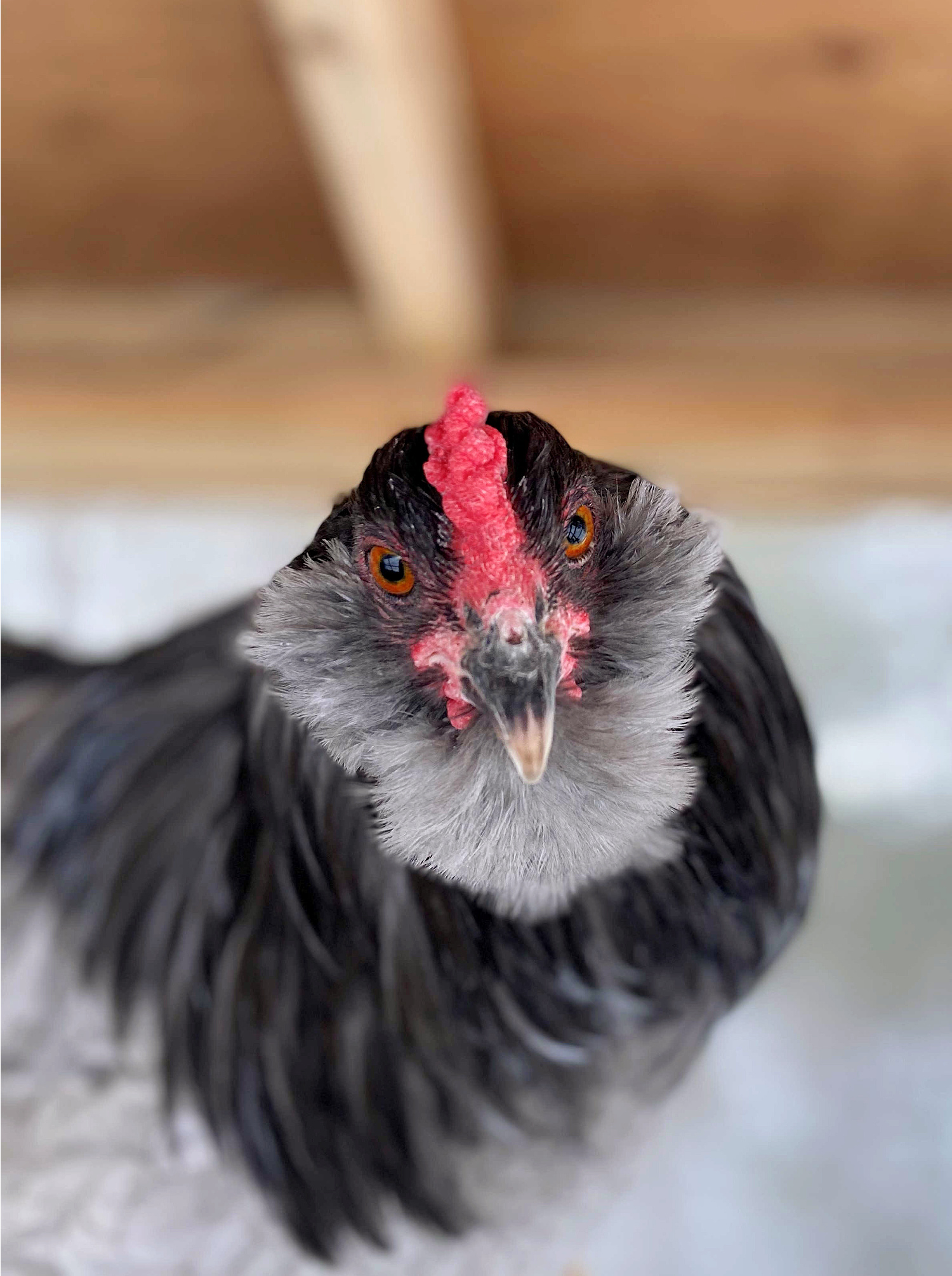 Blue Ameraucana Rooster