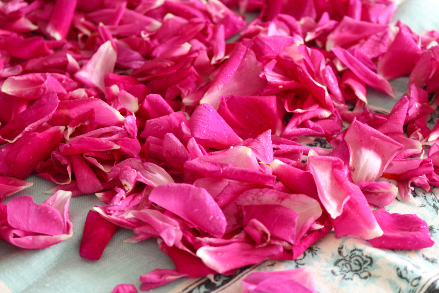 How to Prepare Rose Petals for DIY Rose Spray