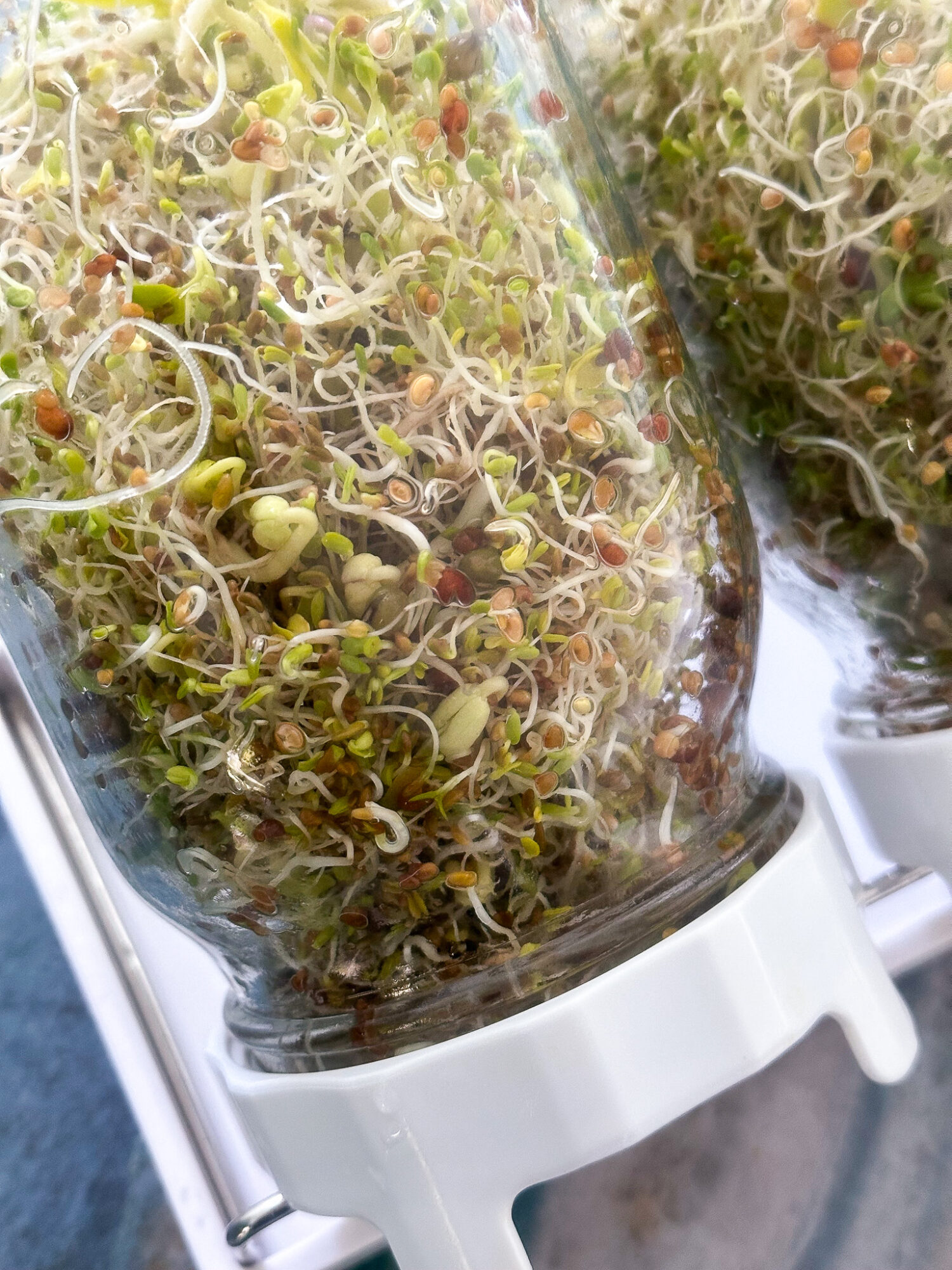 What is So Special About Sprouts?