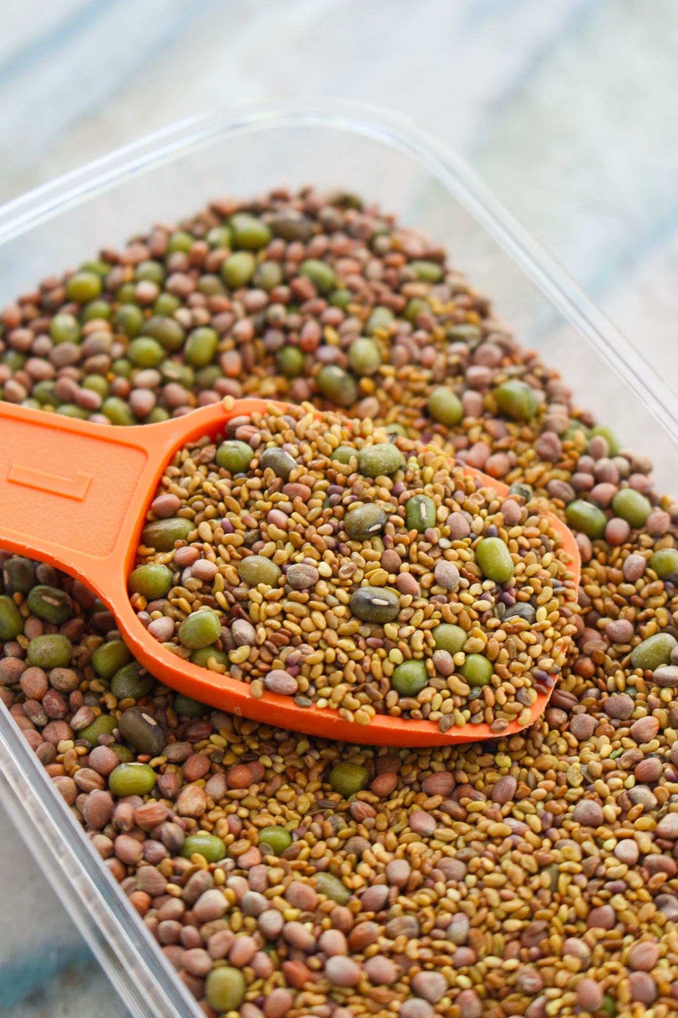 How to Grow Sprouts at Home