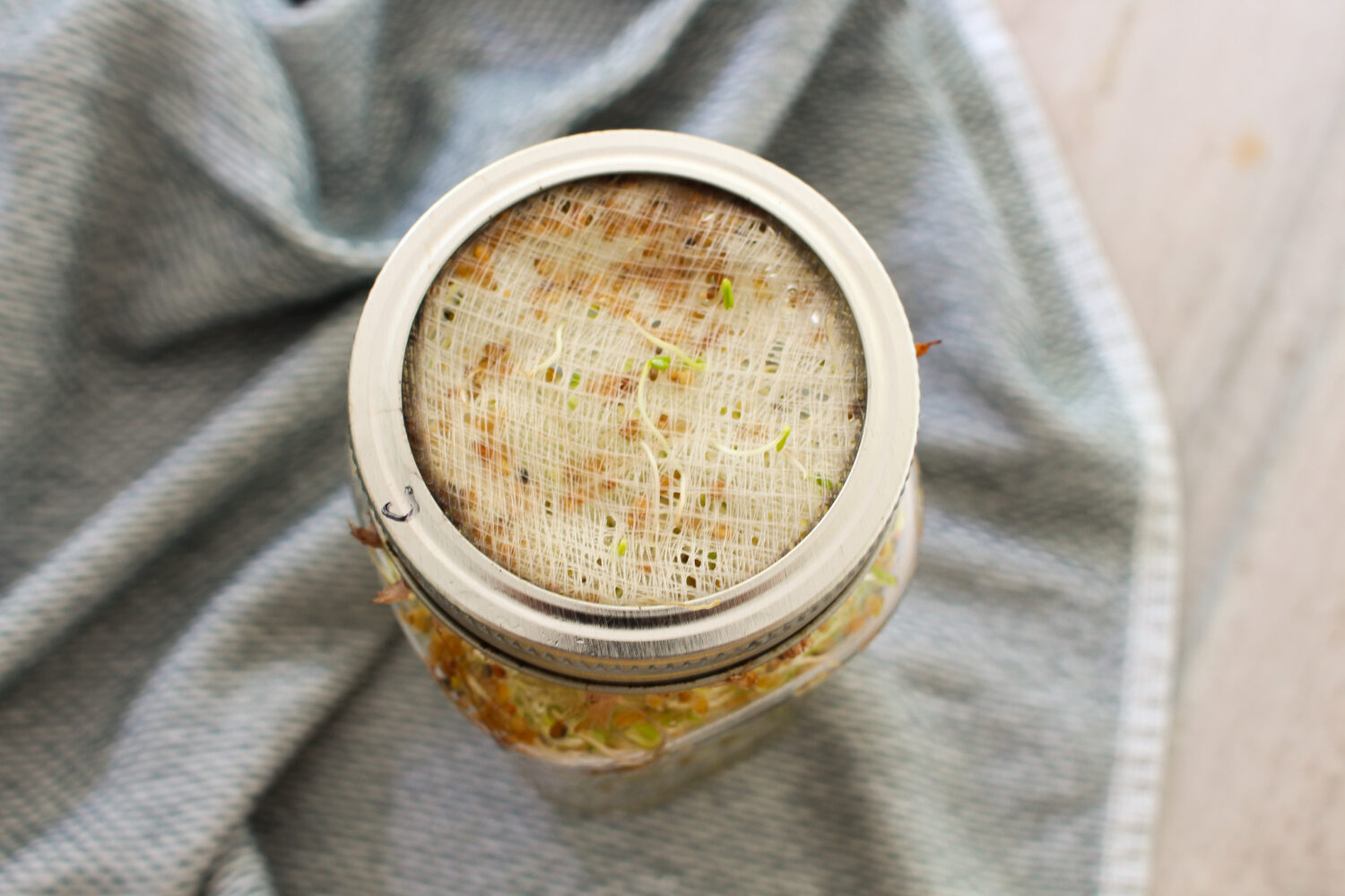 Growing Sprouts for Free