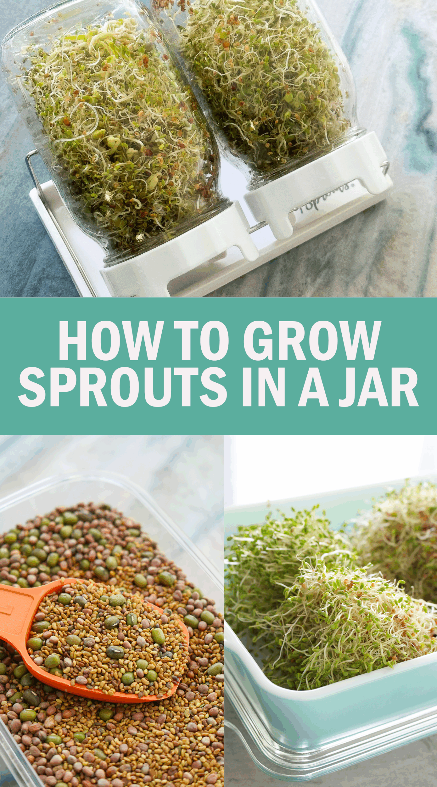 How to Grow Sprouts in a Jar: Tips, Sprout Kit Review, and More!