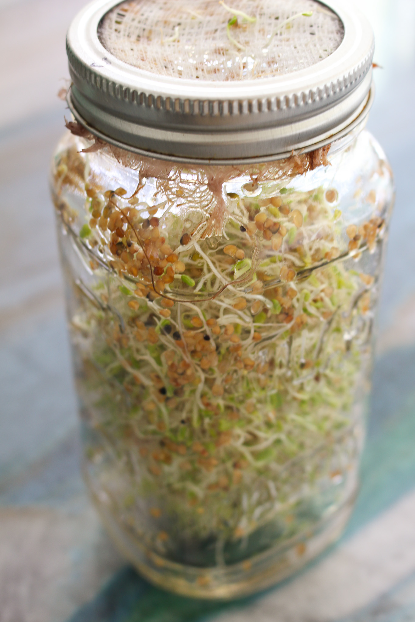 Jars for Growing Sprouts