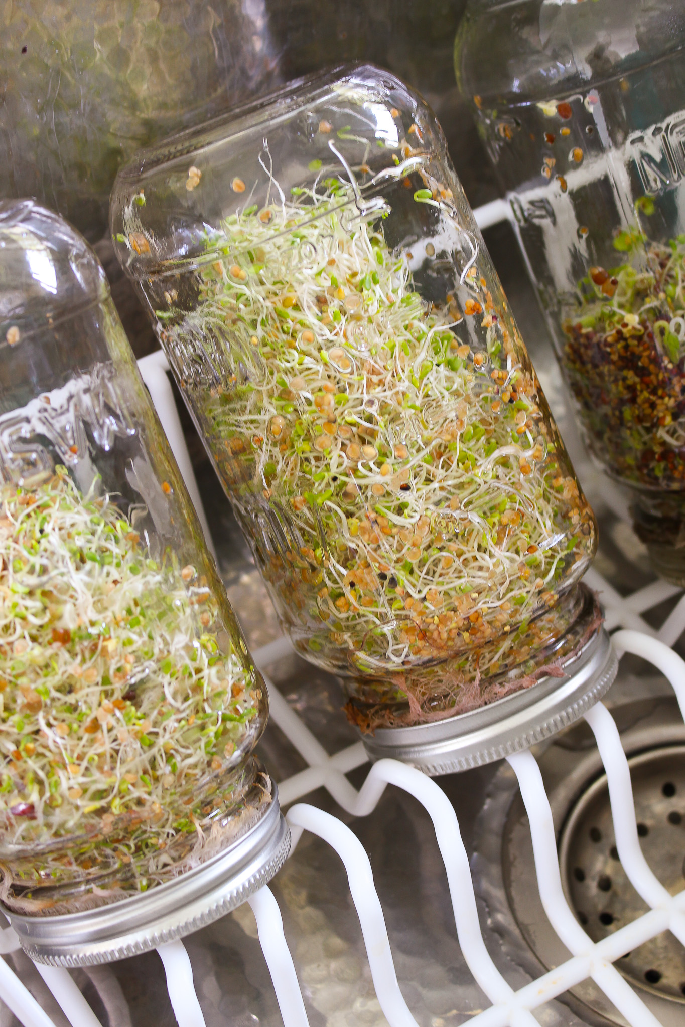 Safety Concerns Regarding Home Grown Sprouts