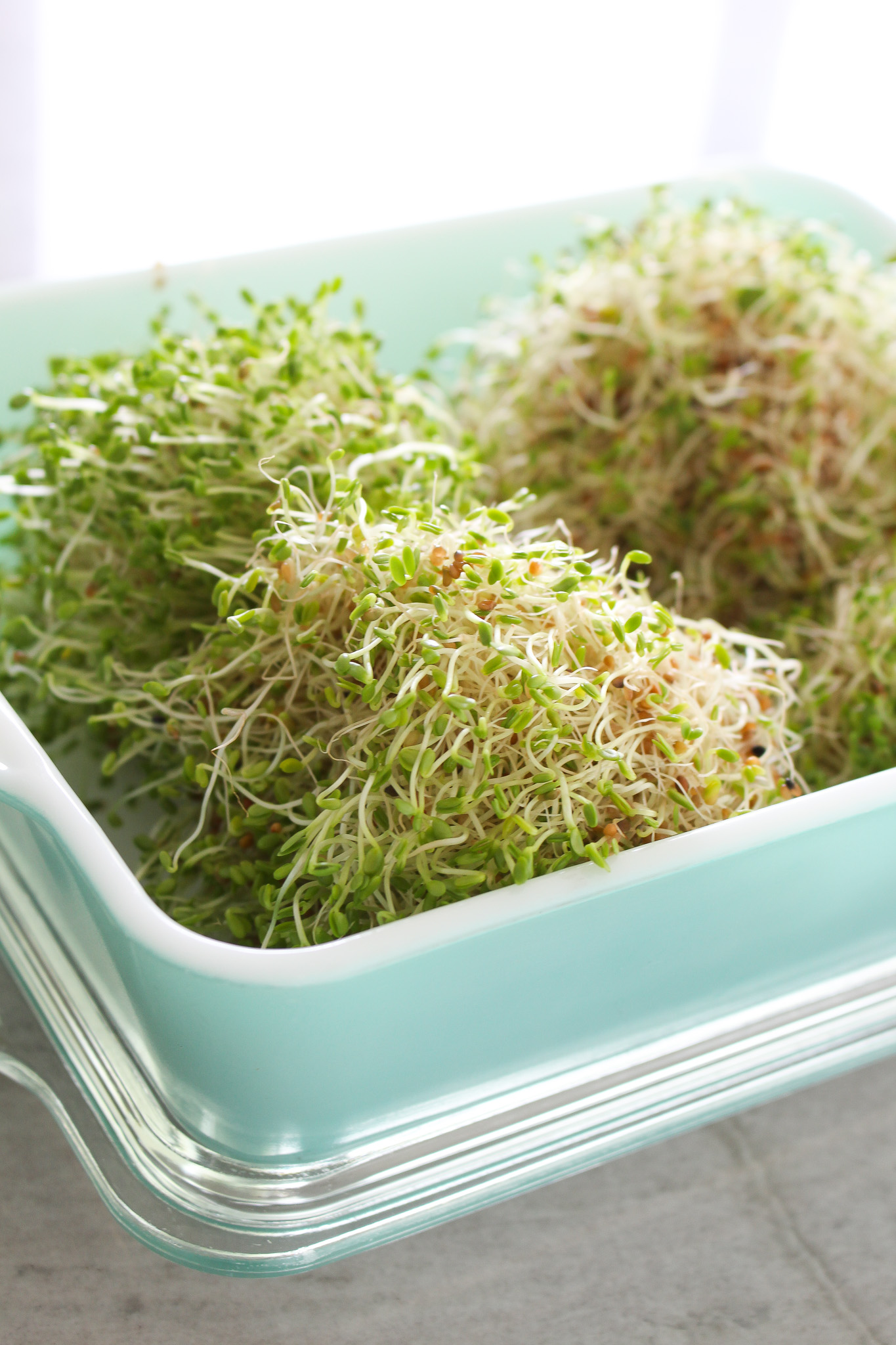 Why Eat Sprouts as Opposed to the Plant They Came From?