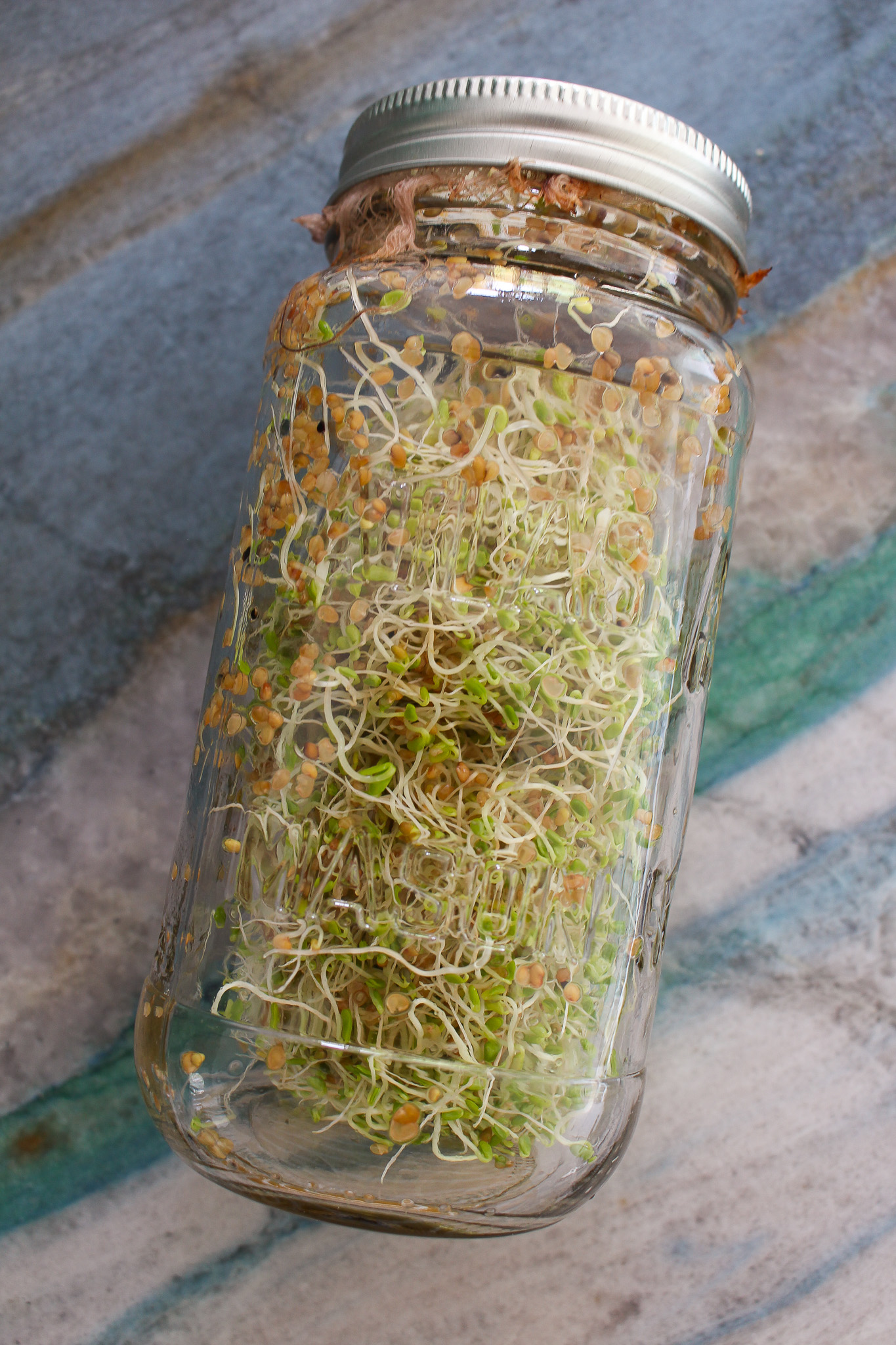 How to Grow Sprouts at Home