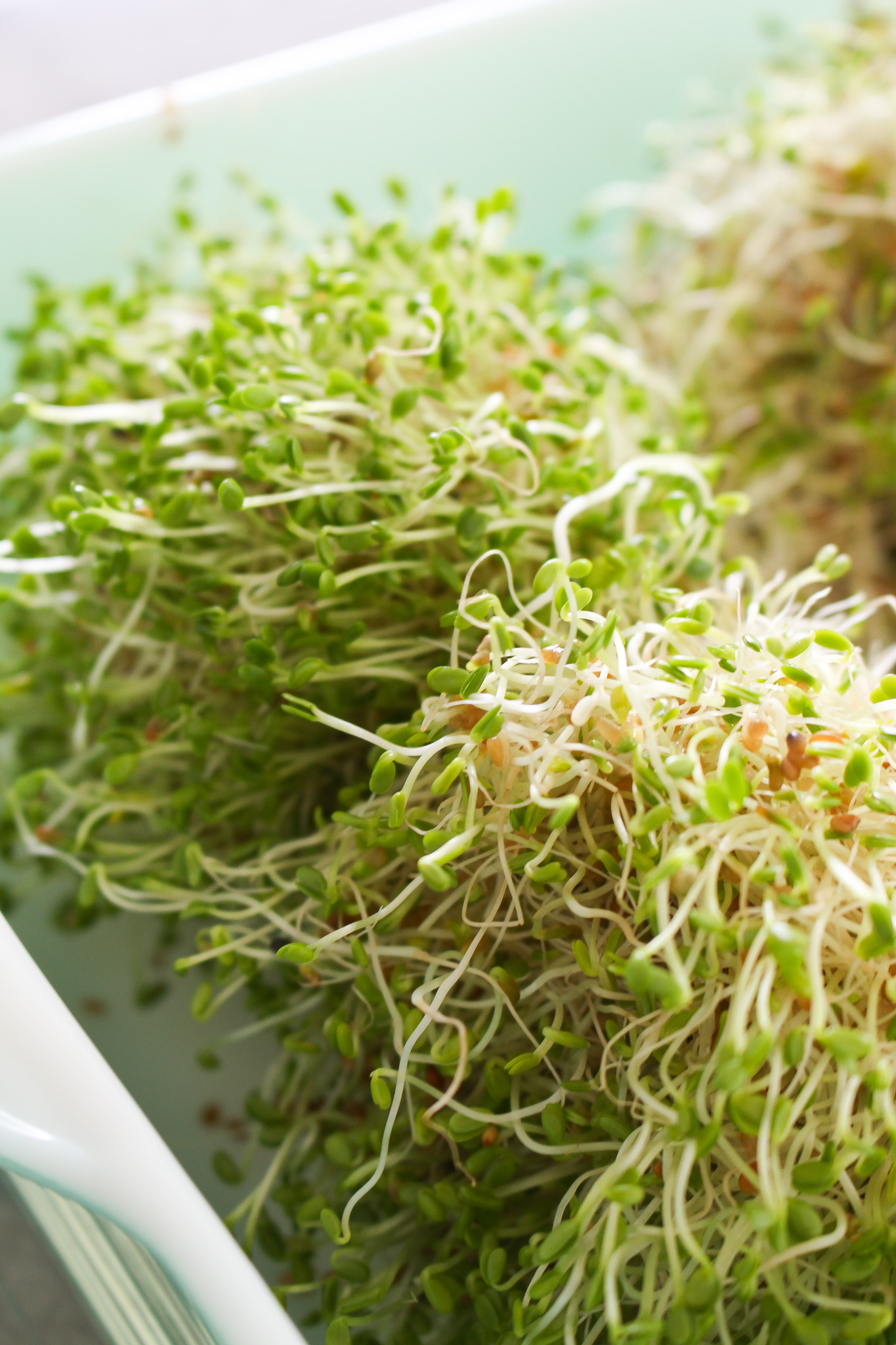 Who Should Avoid Eating Sprouts?