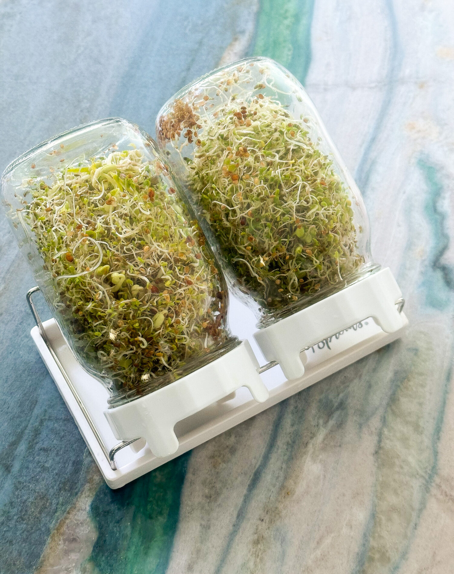 How to Grow Sprouts in a Jar