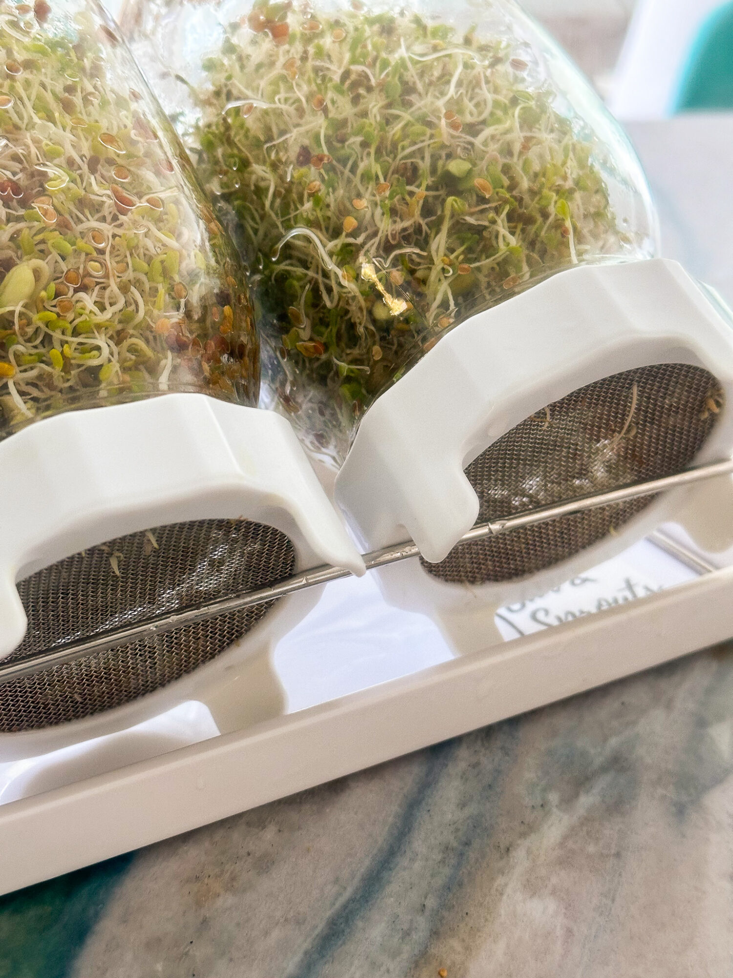 How to Grow Sprouts in Jars Safely