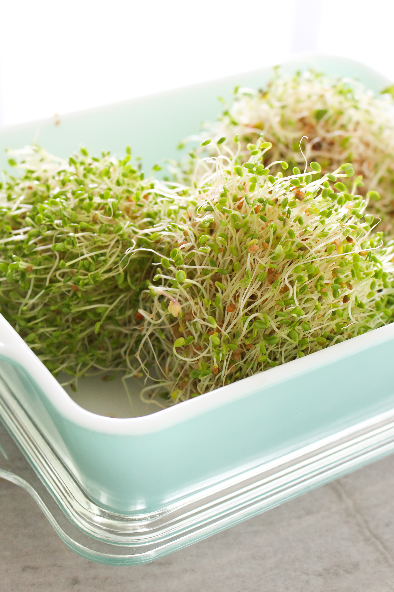 How to Properly Store Sprouts