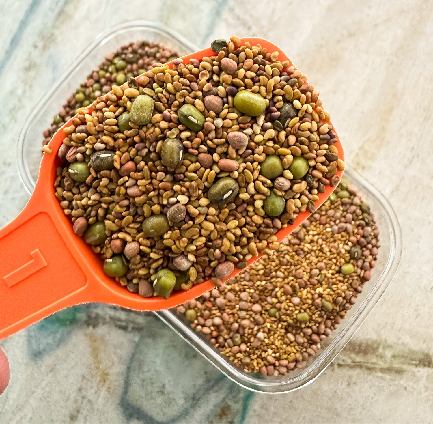 alfalfa, mung beans, red clover, and red radish sprout seeds