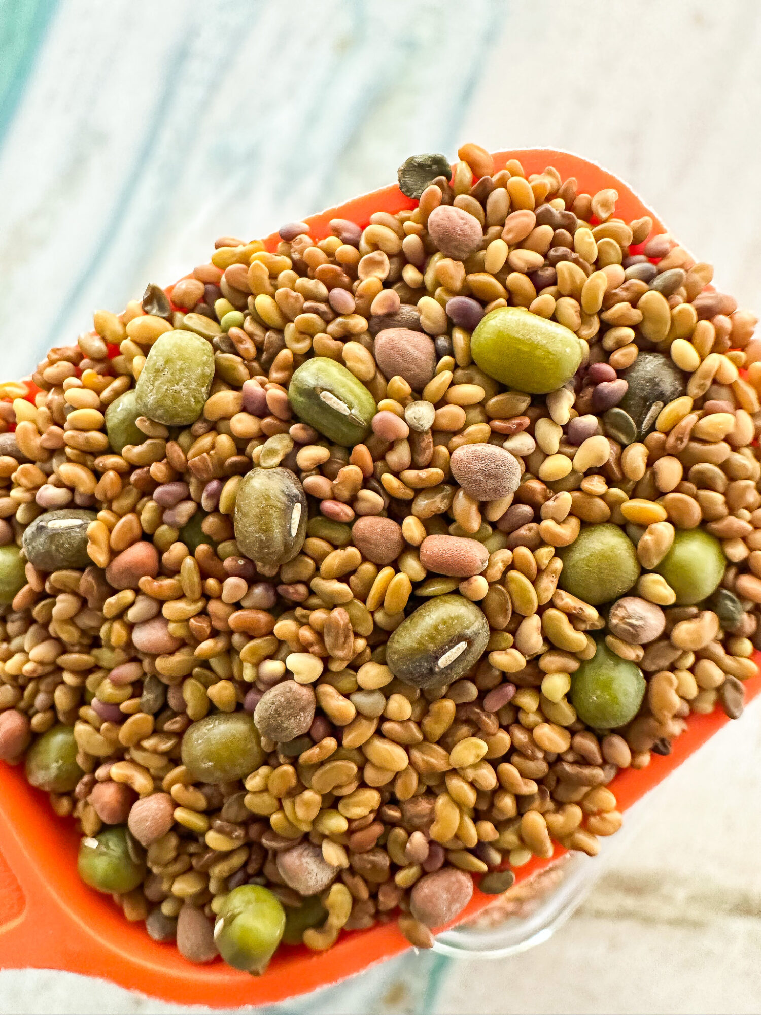 Sandwich boost sprout mix: alfalfa, mung beans, red clover, and red radish