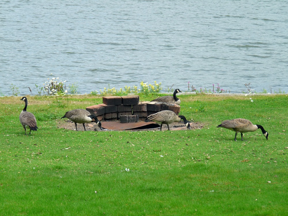 Away with Geese