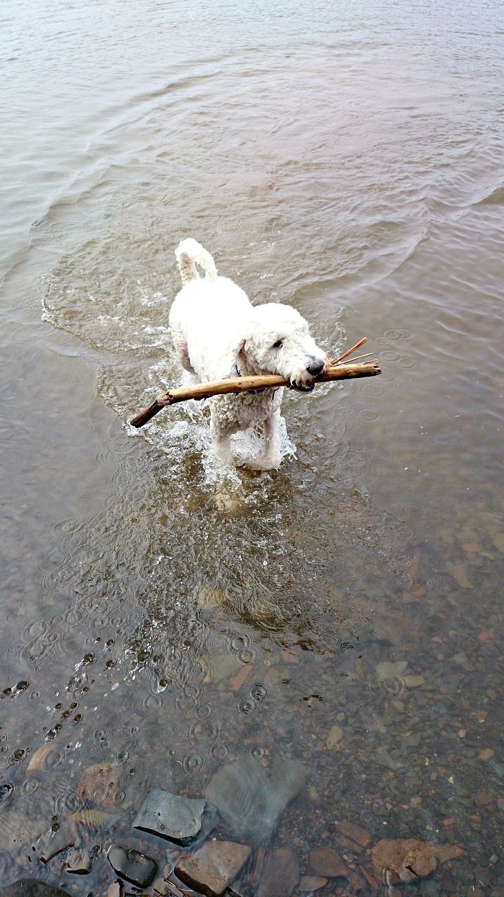 And Then She Swam Away