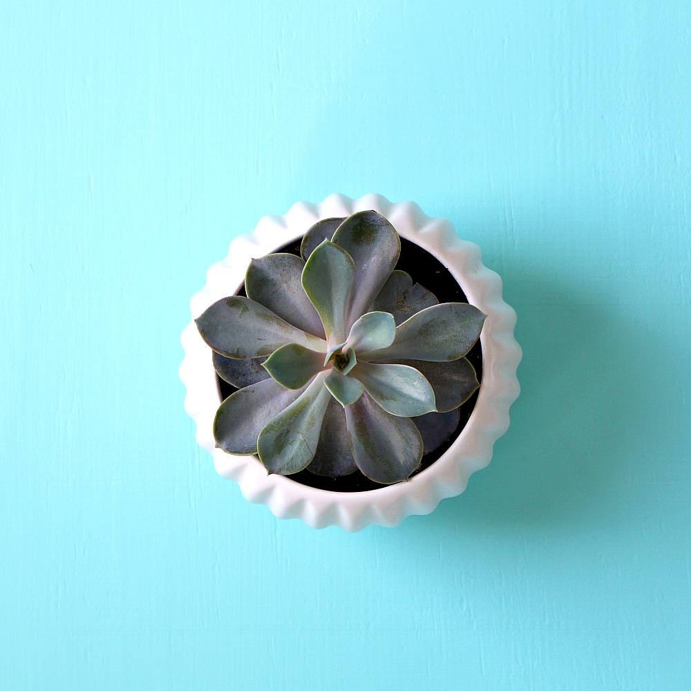 14 Gorgeous Ways to Display and Decorate with Succulents