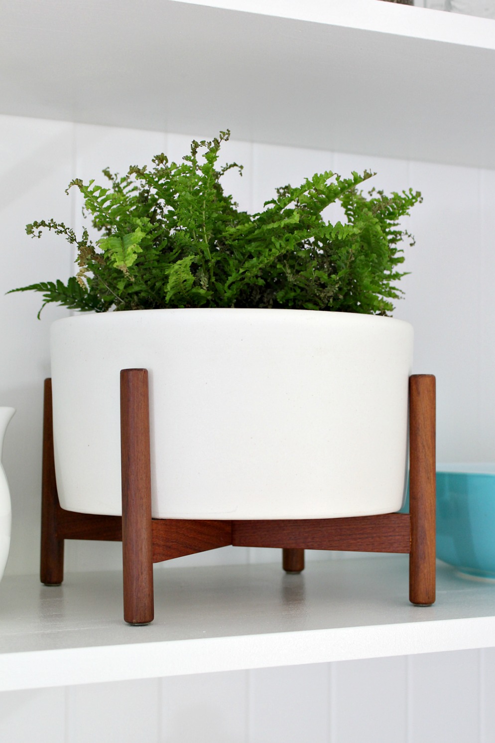 Case Study Planter Table Top Size with Fern