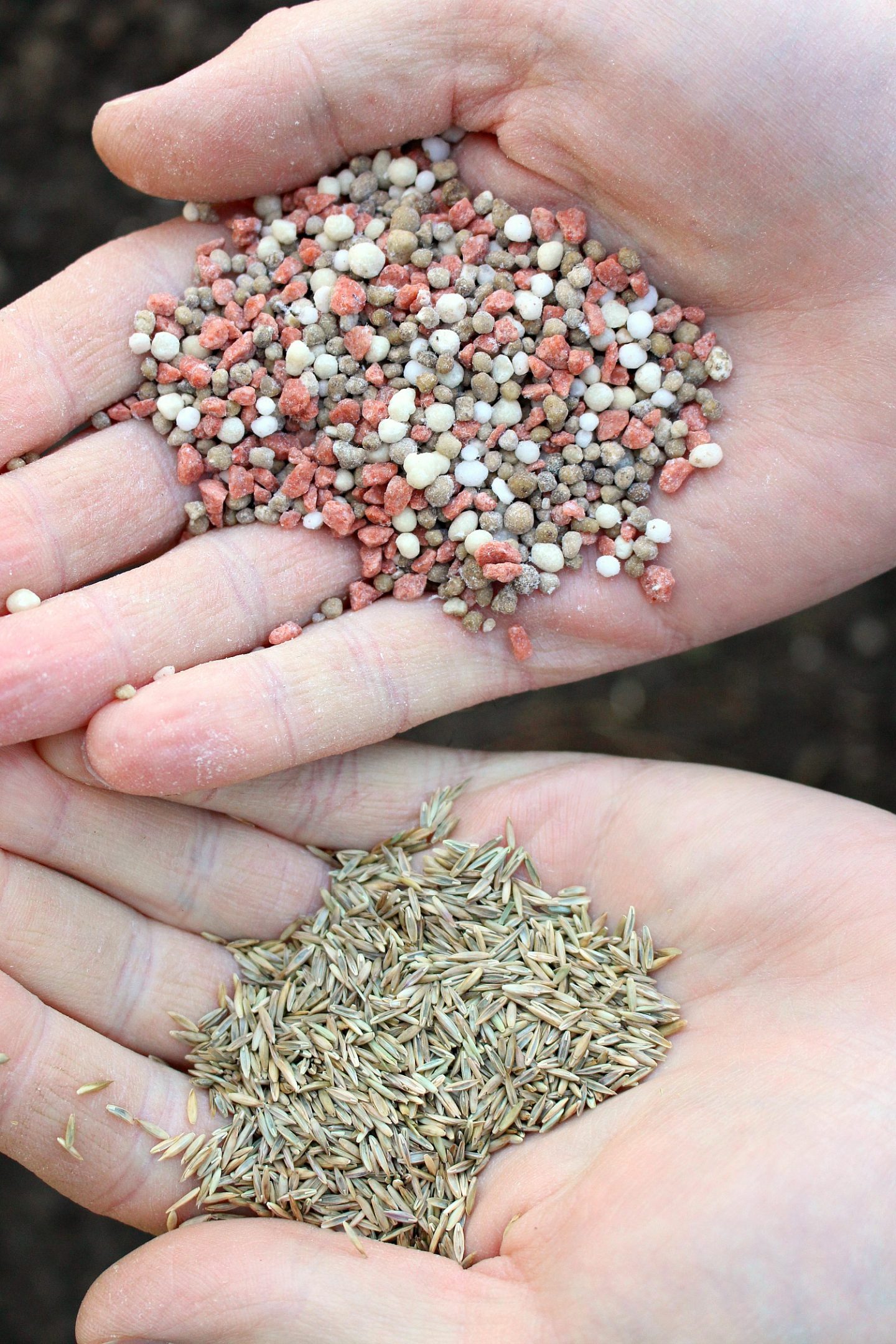Sod vs. Grass Seed: Tips for Growing a Lawn from Seed