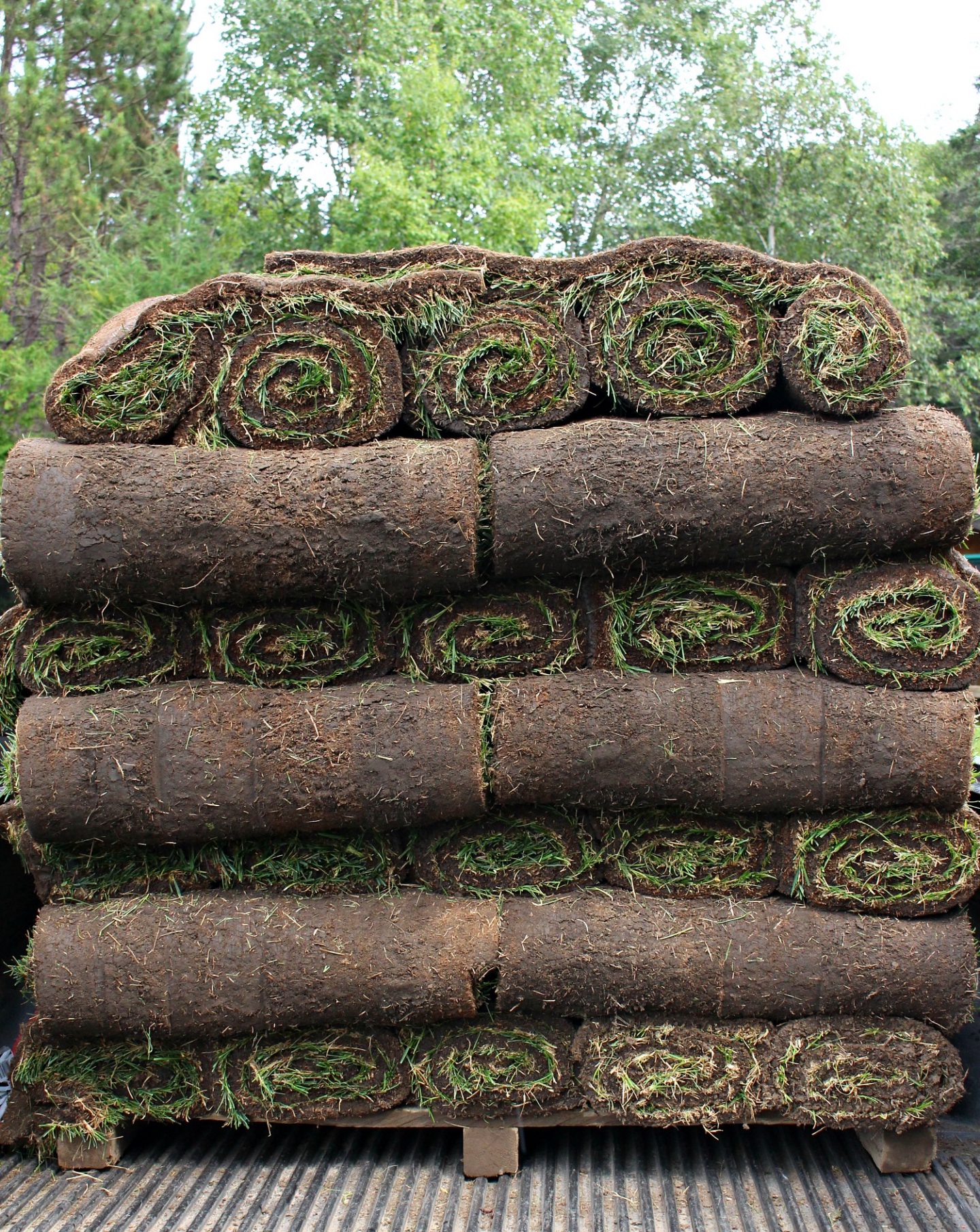 How Much More Does Sod Cost vs Grass Seed - Sod vs Seed Price?