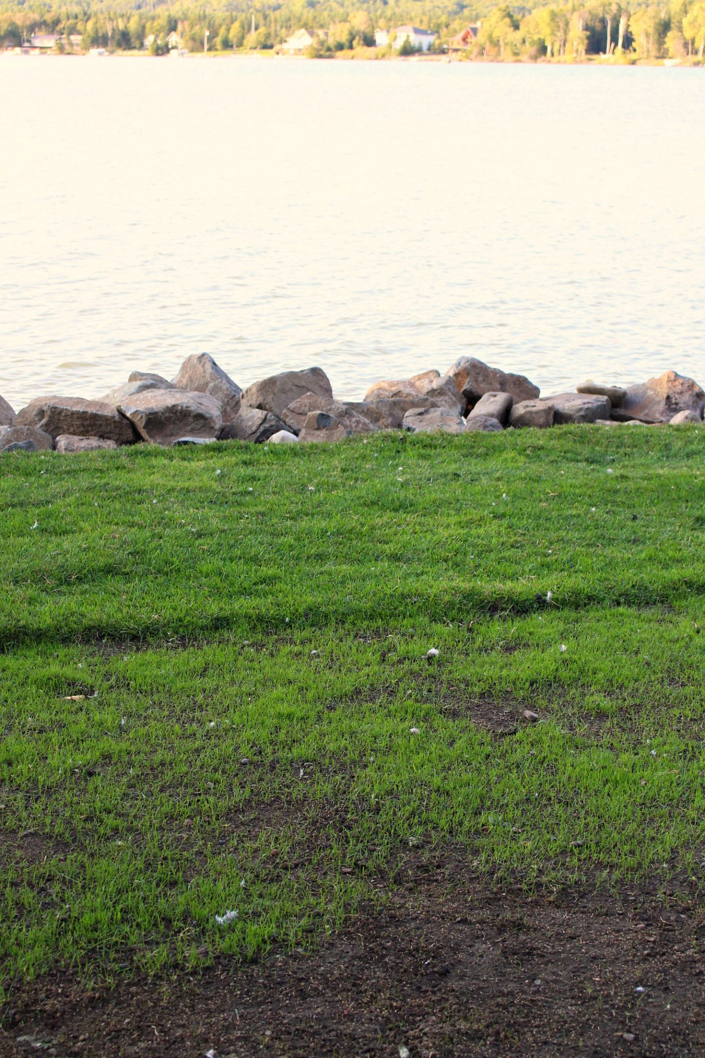 Sod vs. Grass Seed: Side by Side Comparison Photos