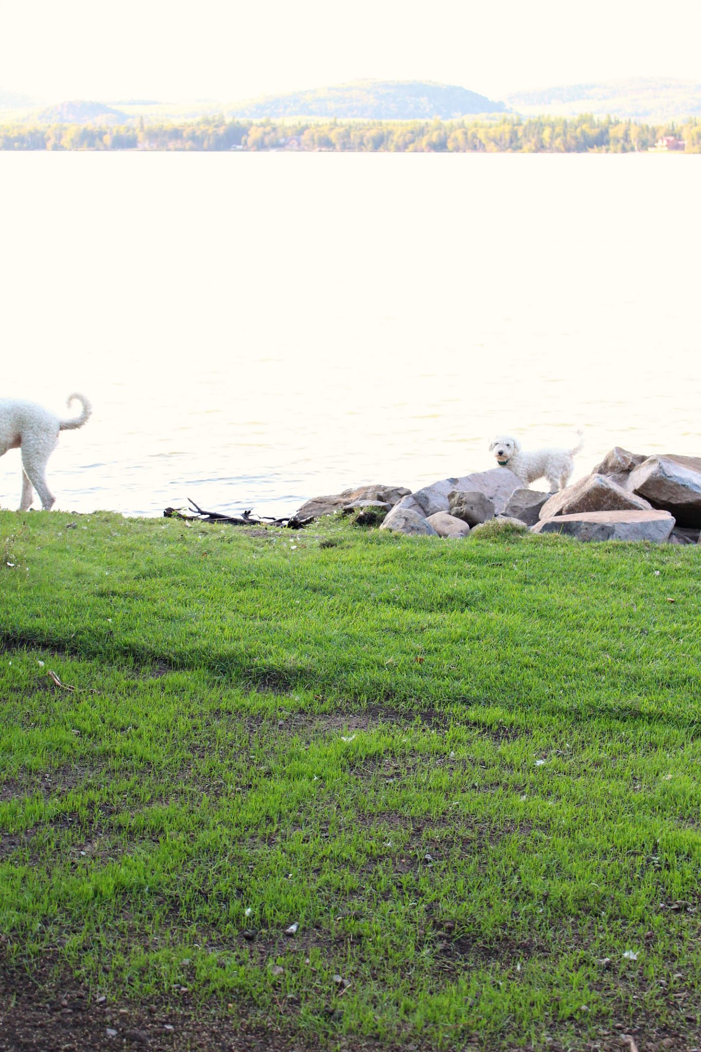 Sod vs. Grass Seed: Which is Better?