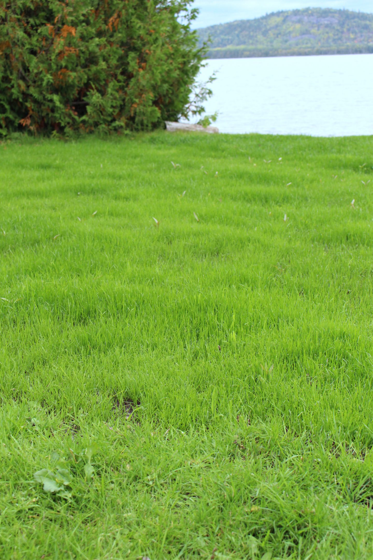 Sod vs. Grass Seed: Compare Them Side by Side After 2 Months