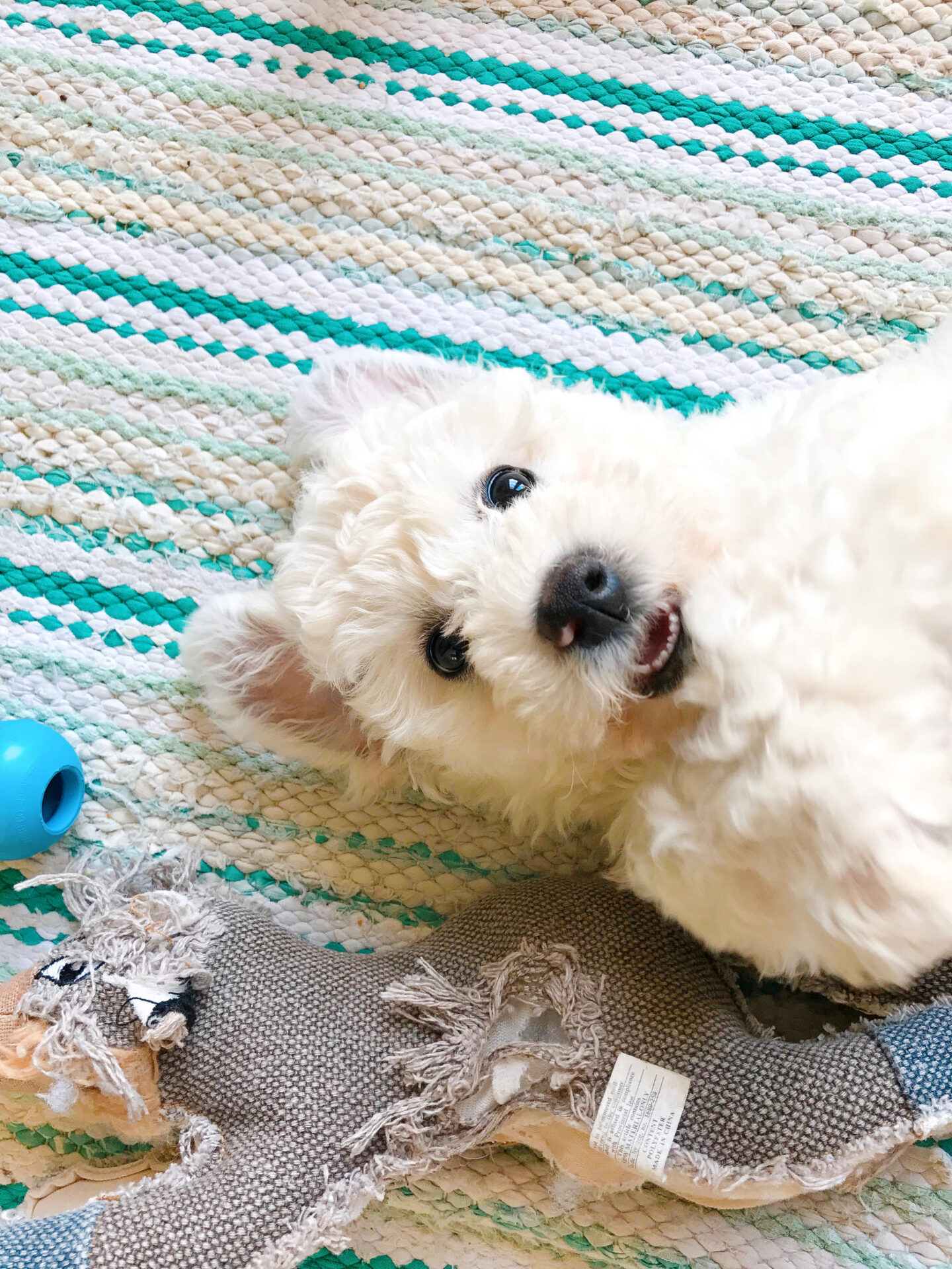 BICHON PUPPY