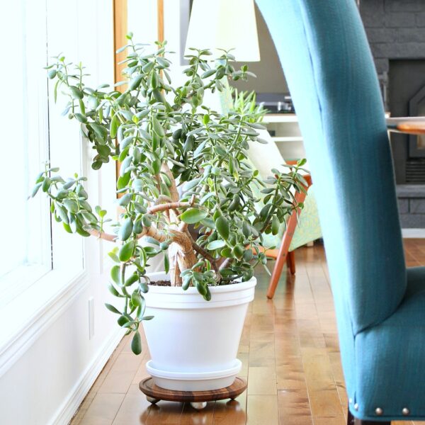 EASY DIY WALNUT PLANT DOLLY