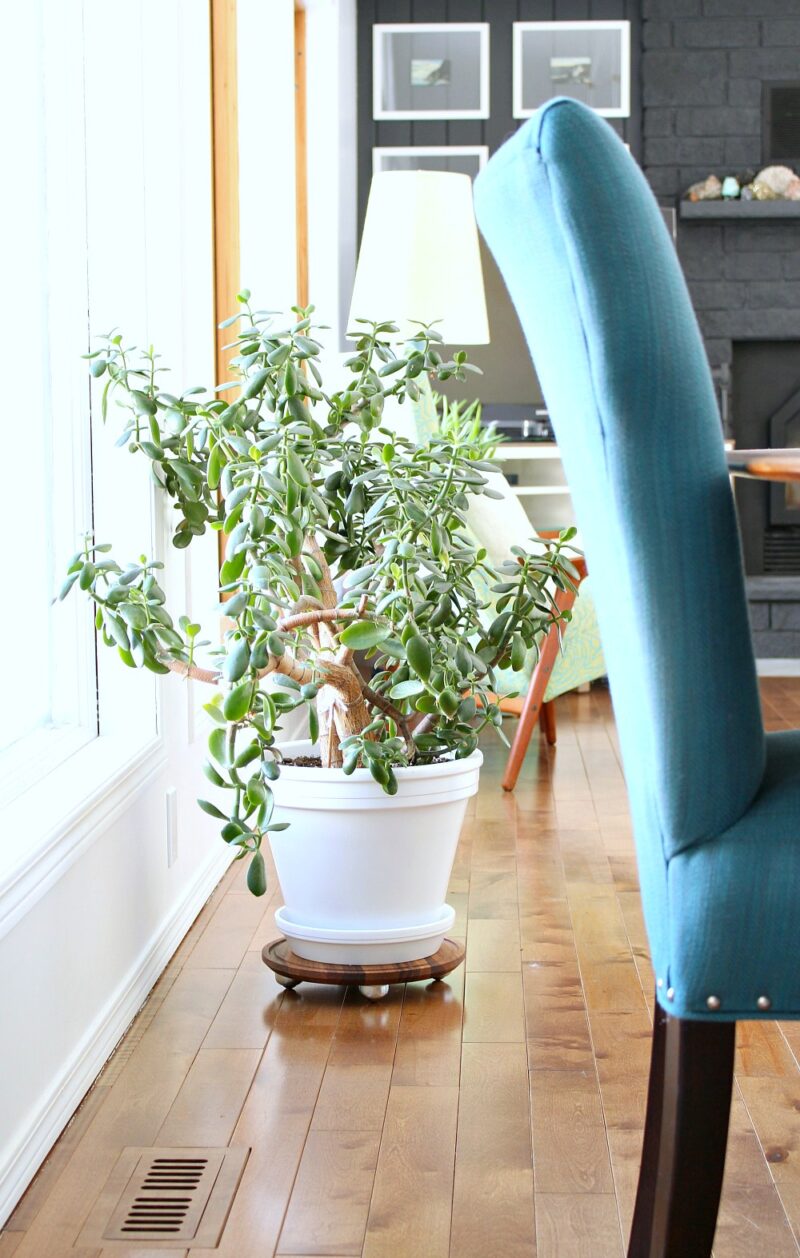 Easy Wood DIY Plant Dolly on Wheels