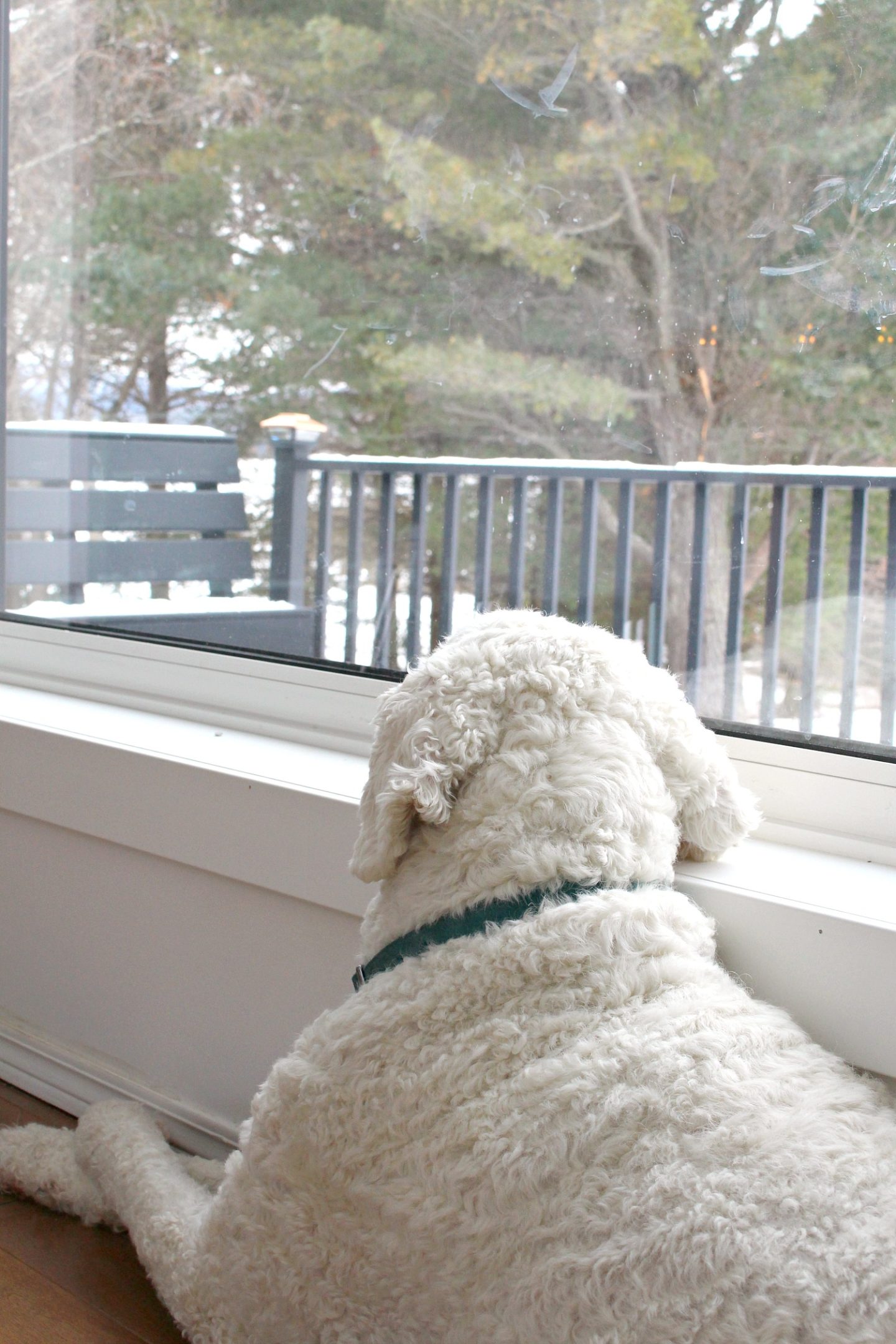 Getting Windows Replaced: What to Expect Getting Bigger Windows Installed