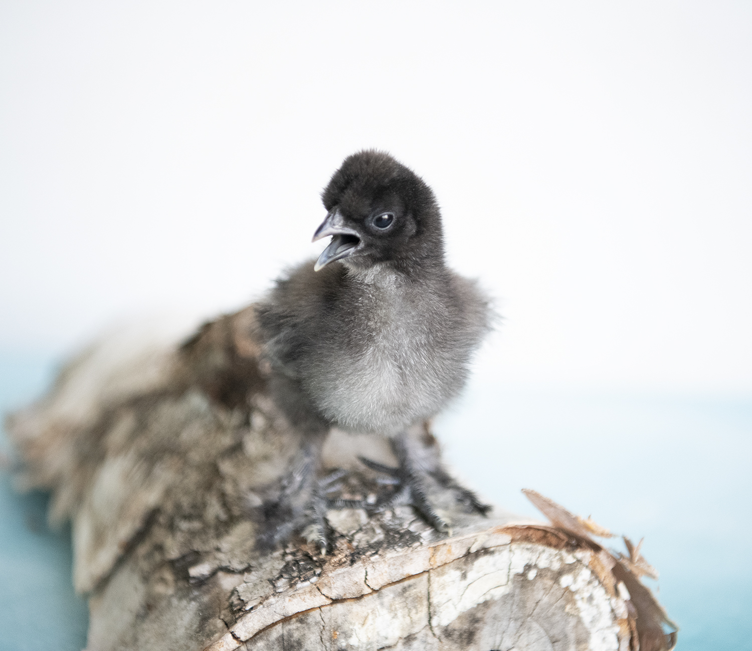 What Are Silkies Good For?