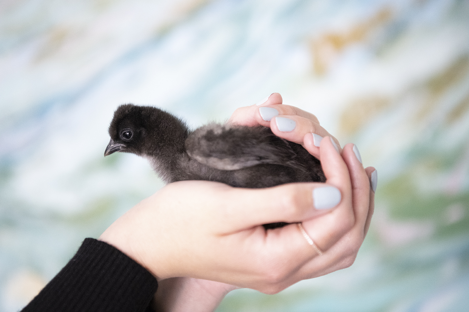 All About Silkies Chickens