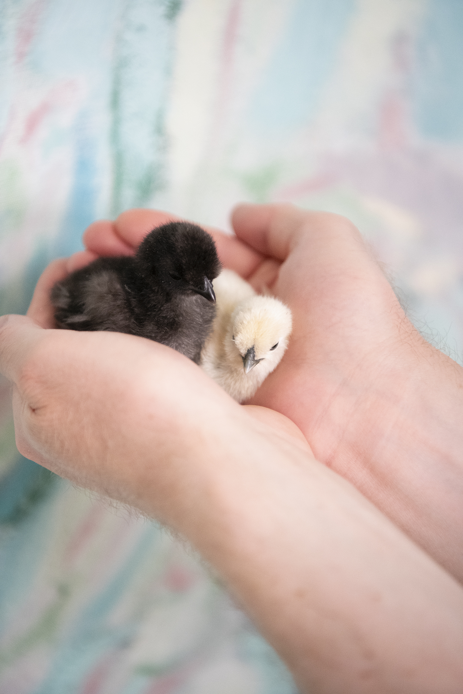 Are Silkies Smart?