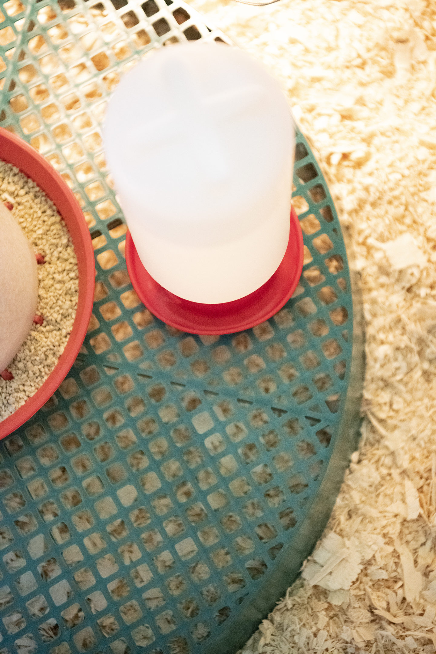 Drown-Proof Chick Waterer