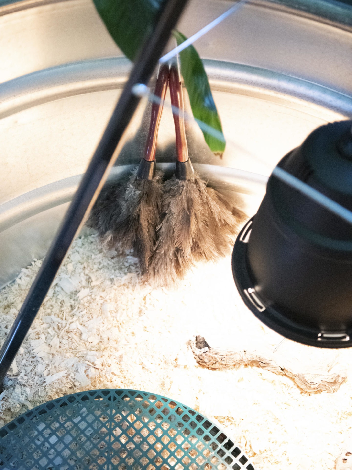 Why a Chick Brooder Needs a Feather Duster